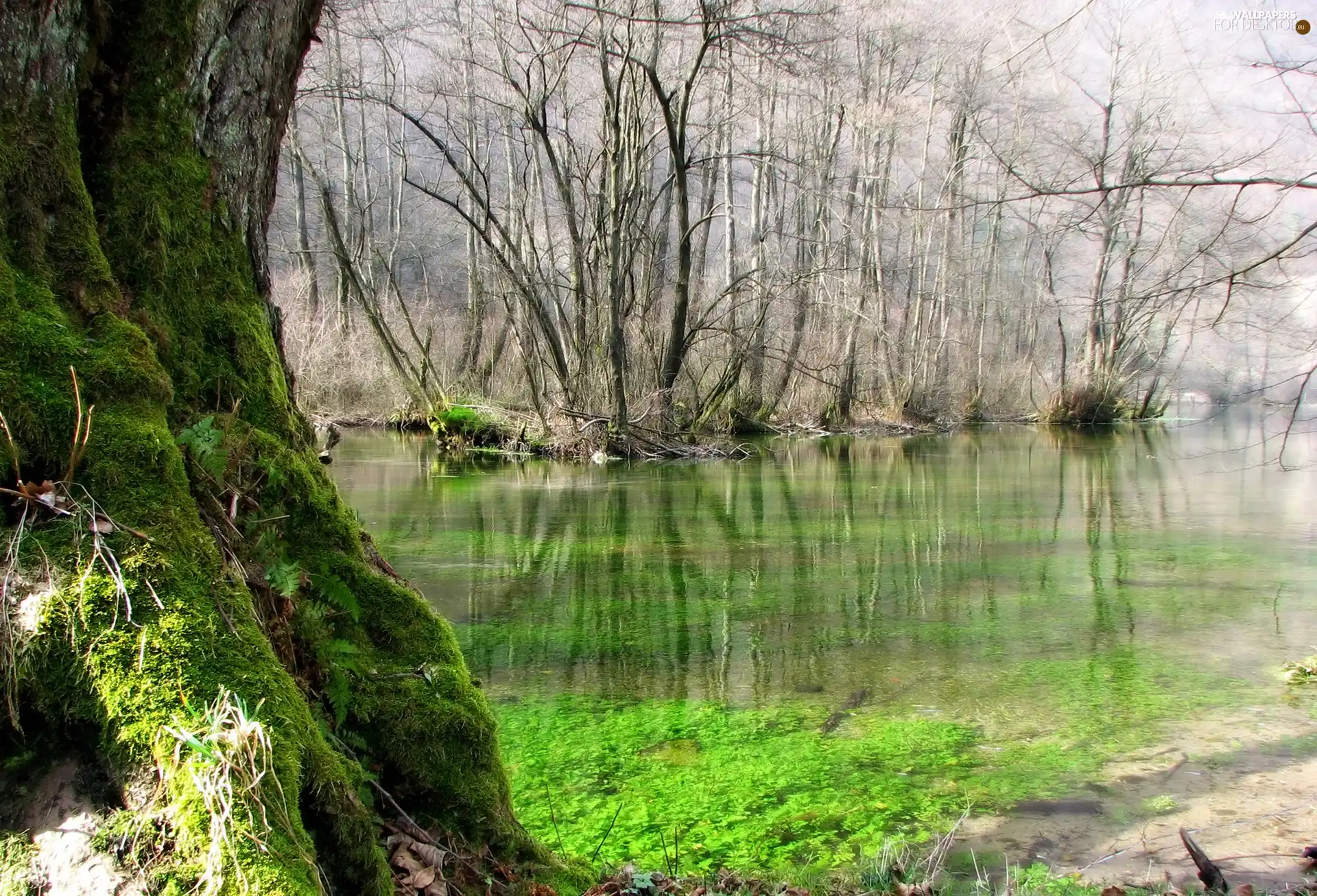 River, Moss, forest, trees