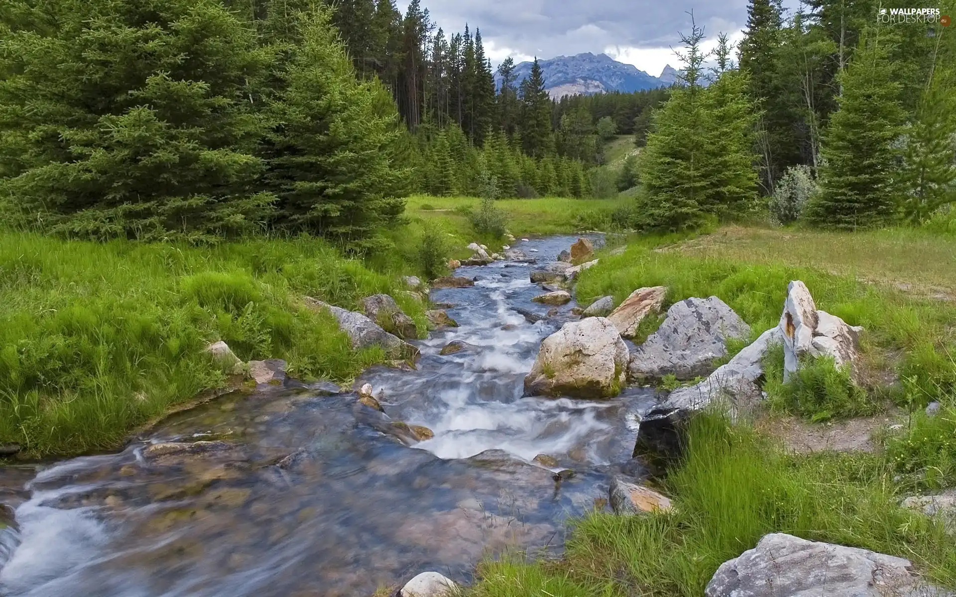 forest, Mountains, River