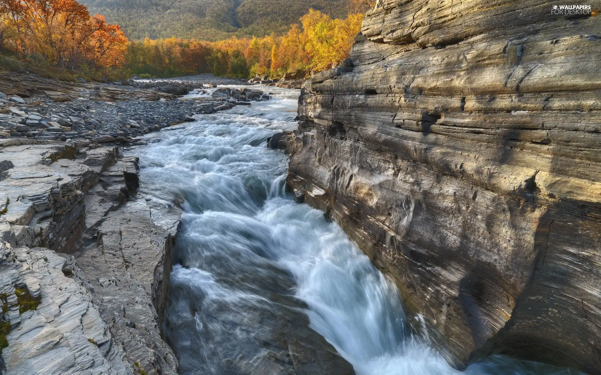 forest, rocks, River