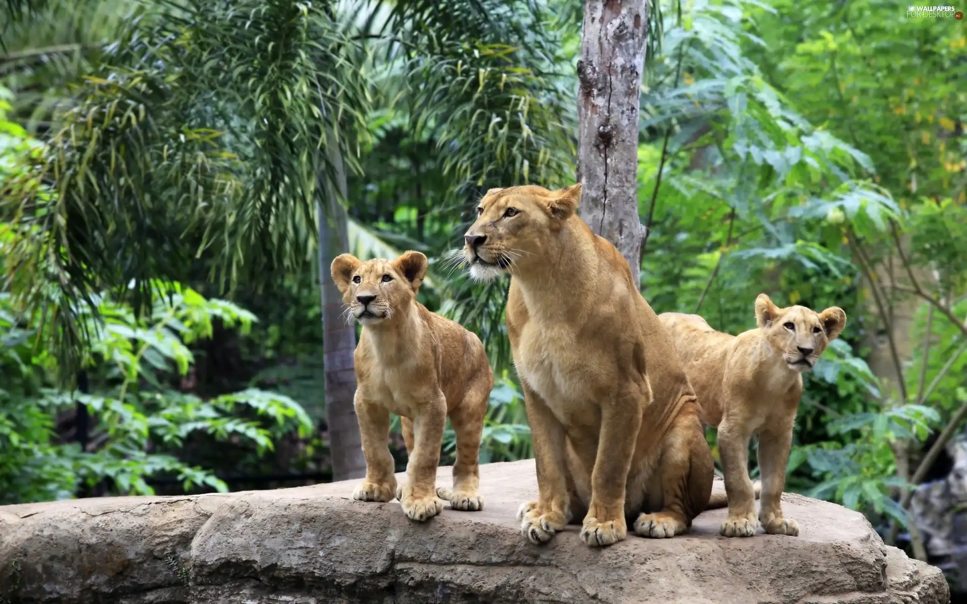forest, lions, Rocks