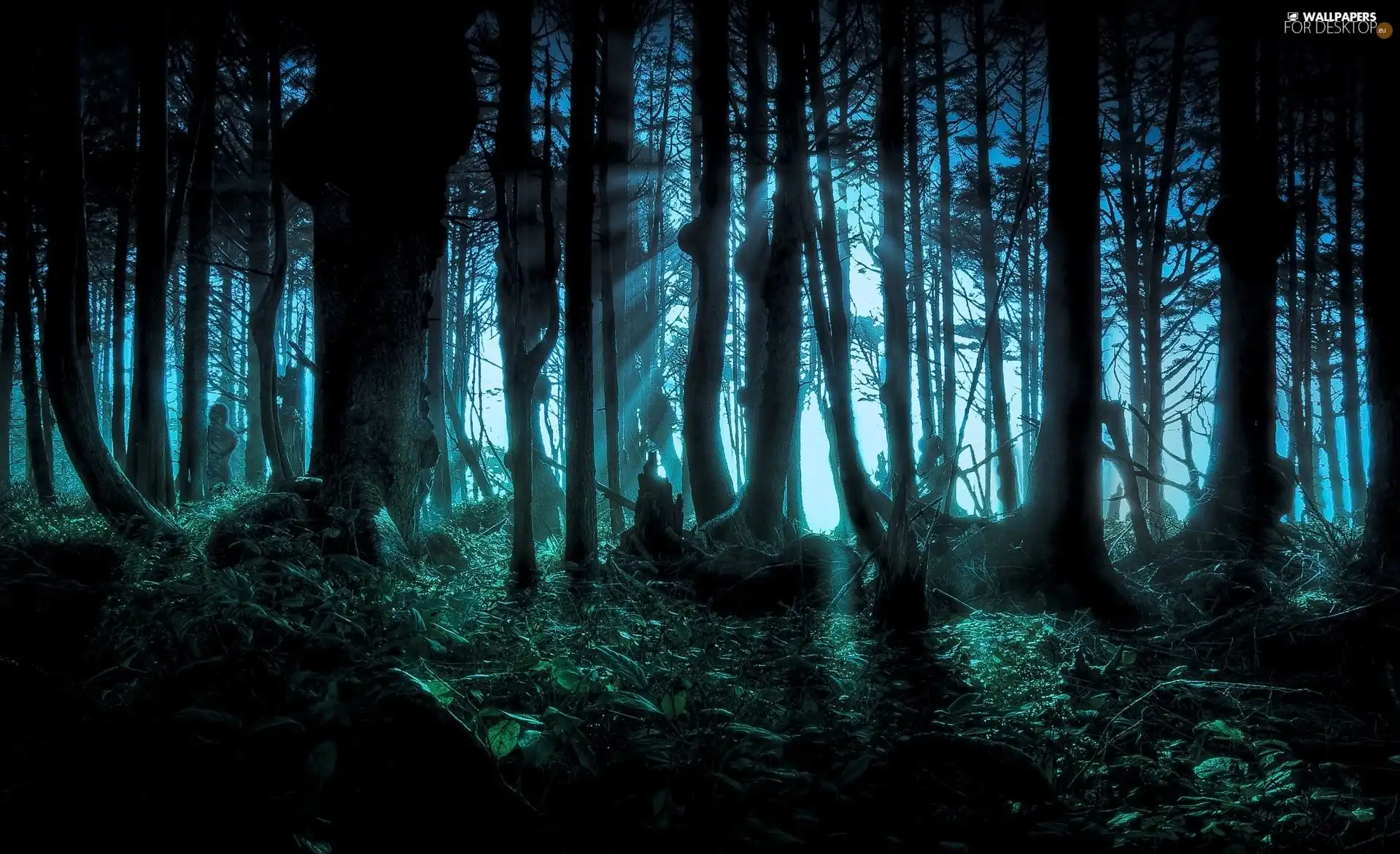 scary, forest