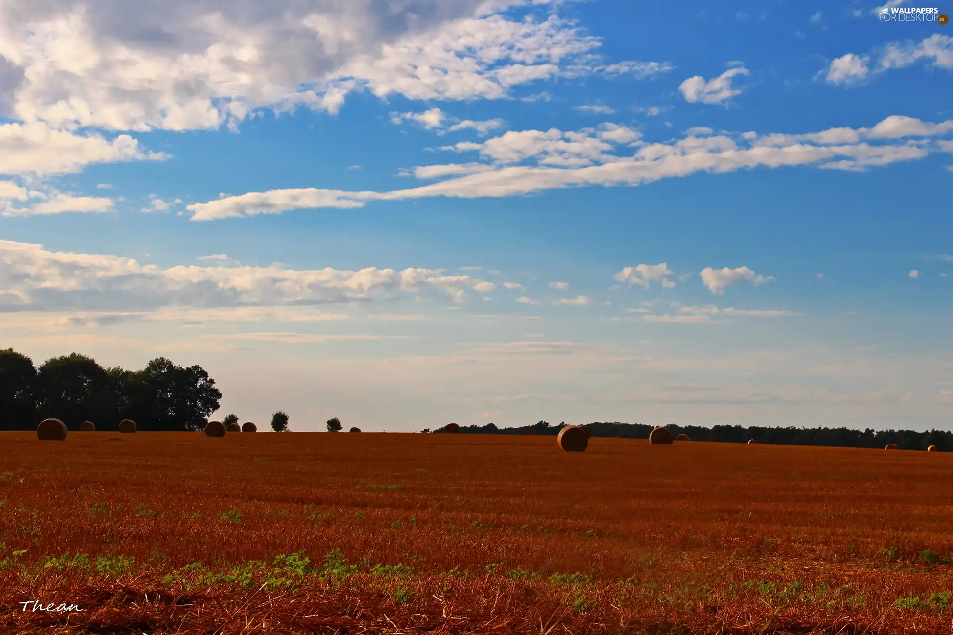 forest, Sky, Hay, Field, Bele