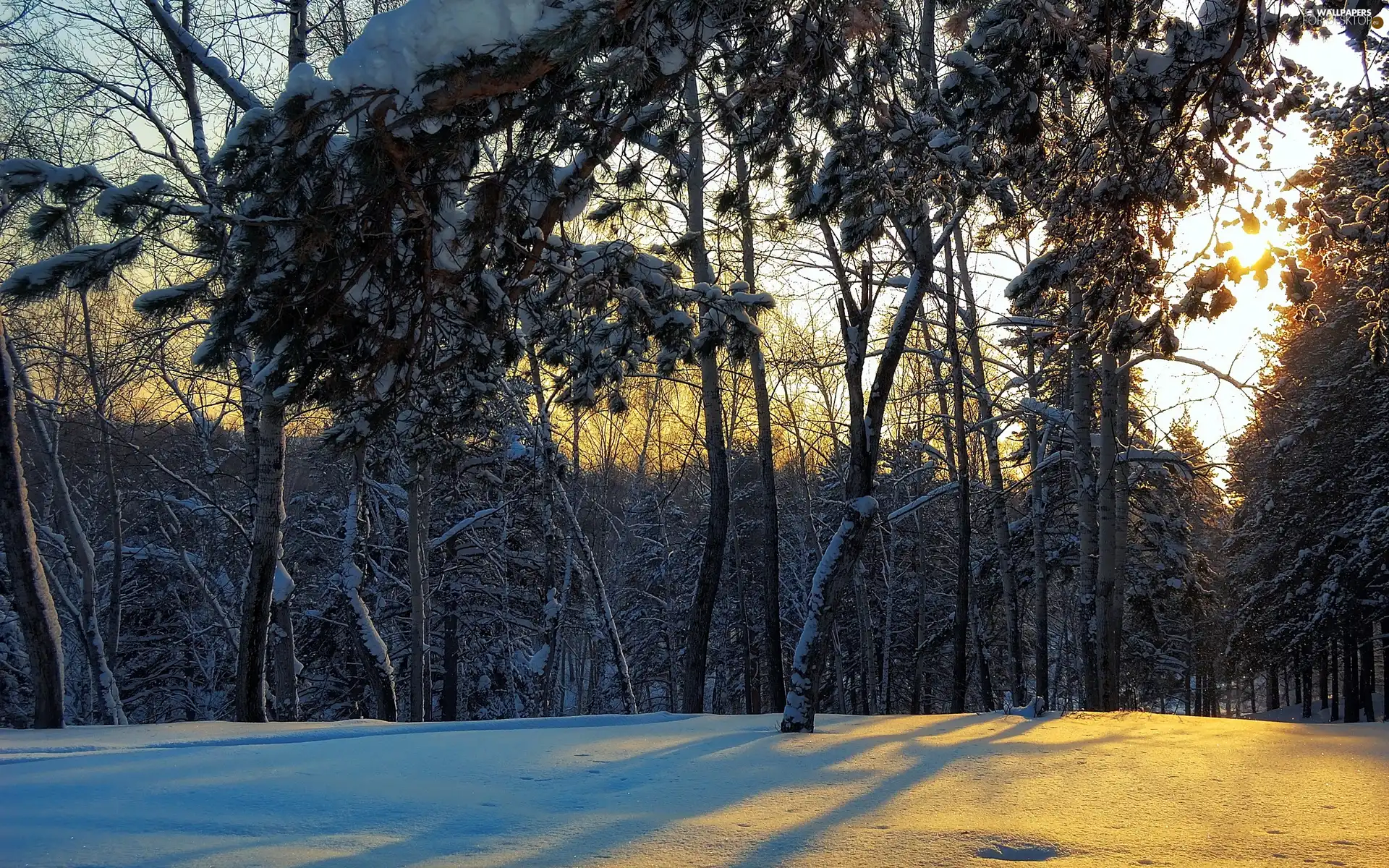 light breaking through sky, winter, forest