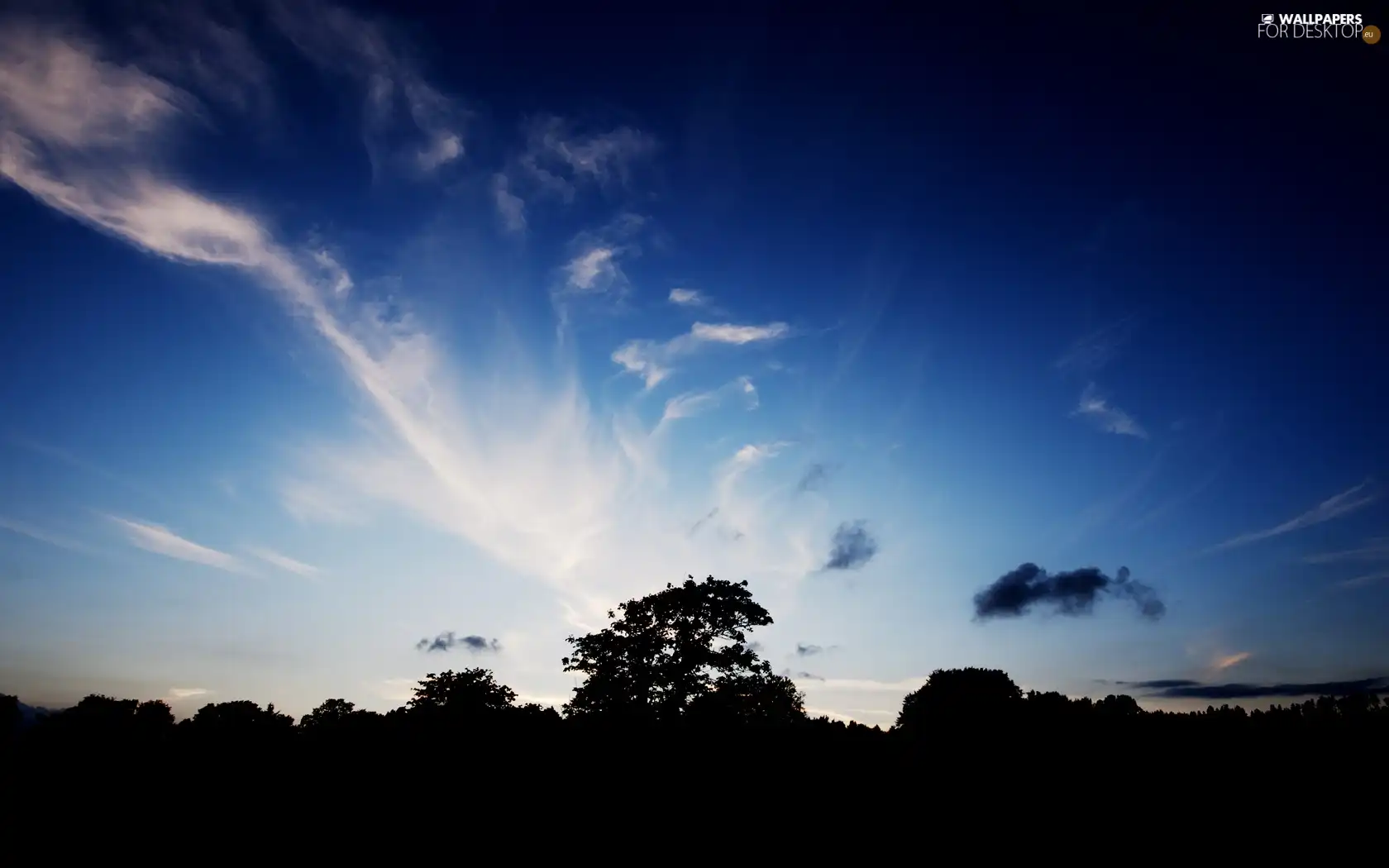 Sky, forest