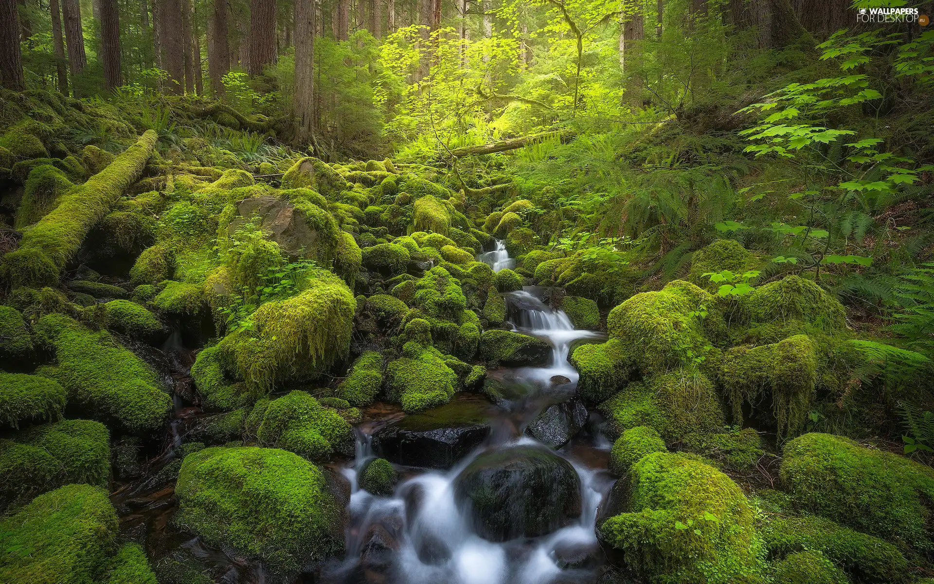 Washington State, The United States, Olympic National Park, forest, Stones, Logs, River, mossy, flux