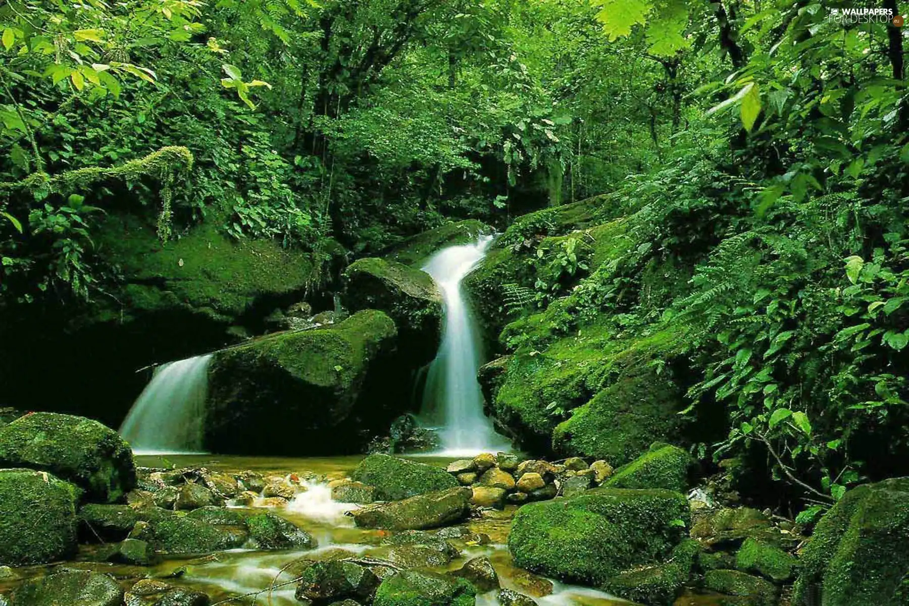 forest, waterfall, Stones