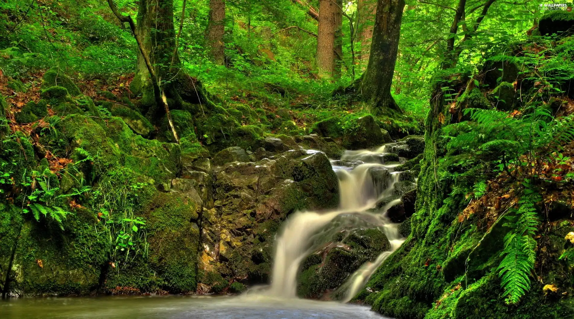 forest, waterfall, Stones