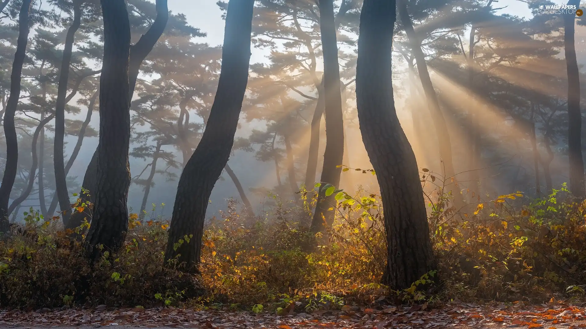 light breaking through sky, autumn, trees, viewes, forest