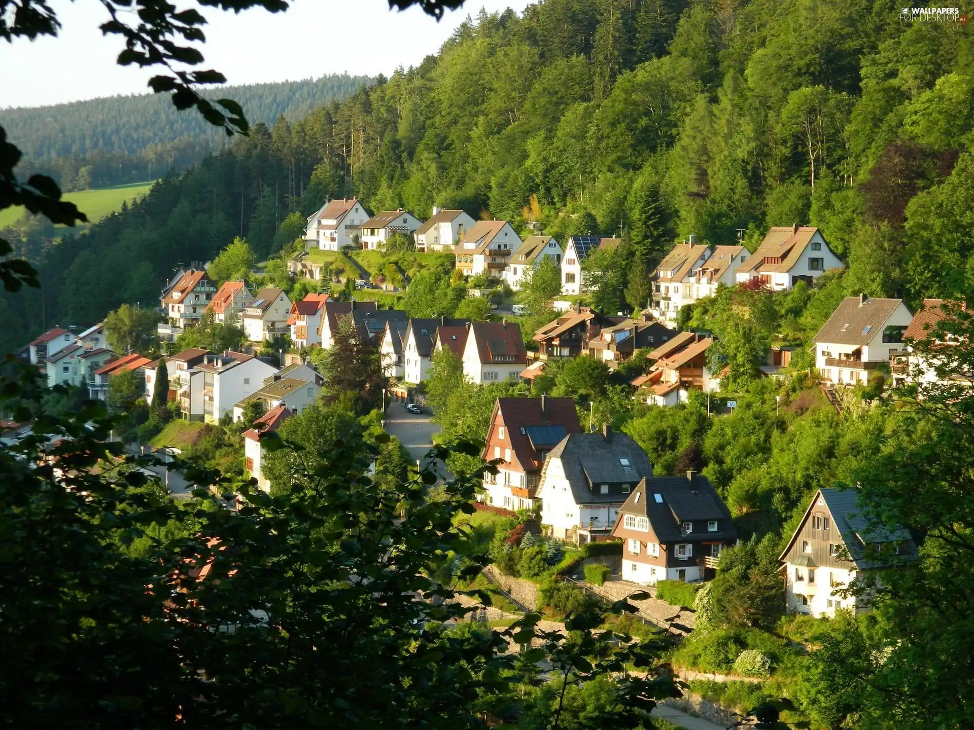 Town, forest