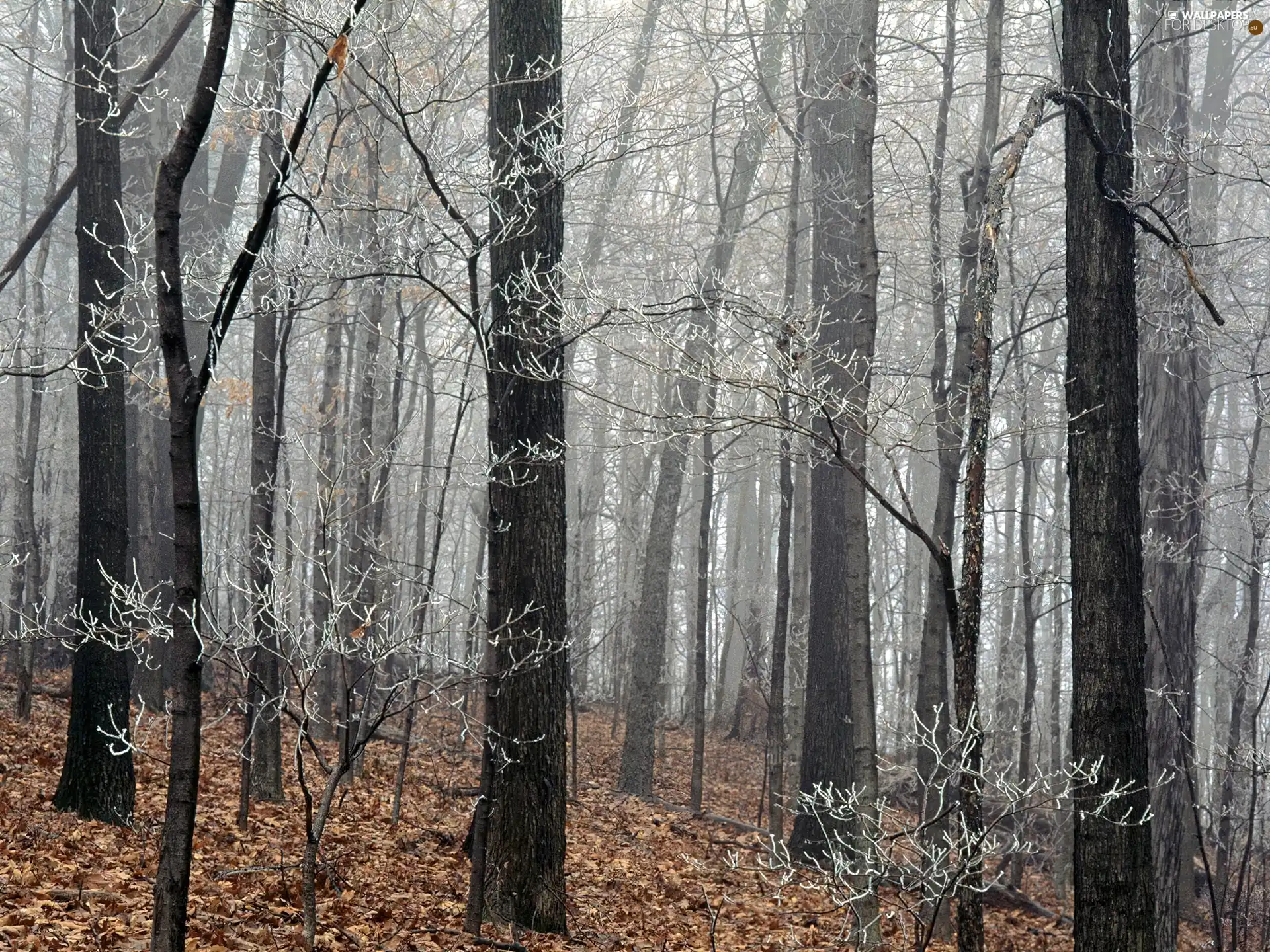 trees, White frost, forest, viewes