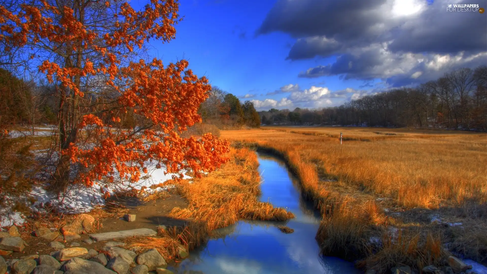 Meadow, autumn, forest, trees, grass, River