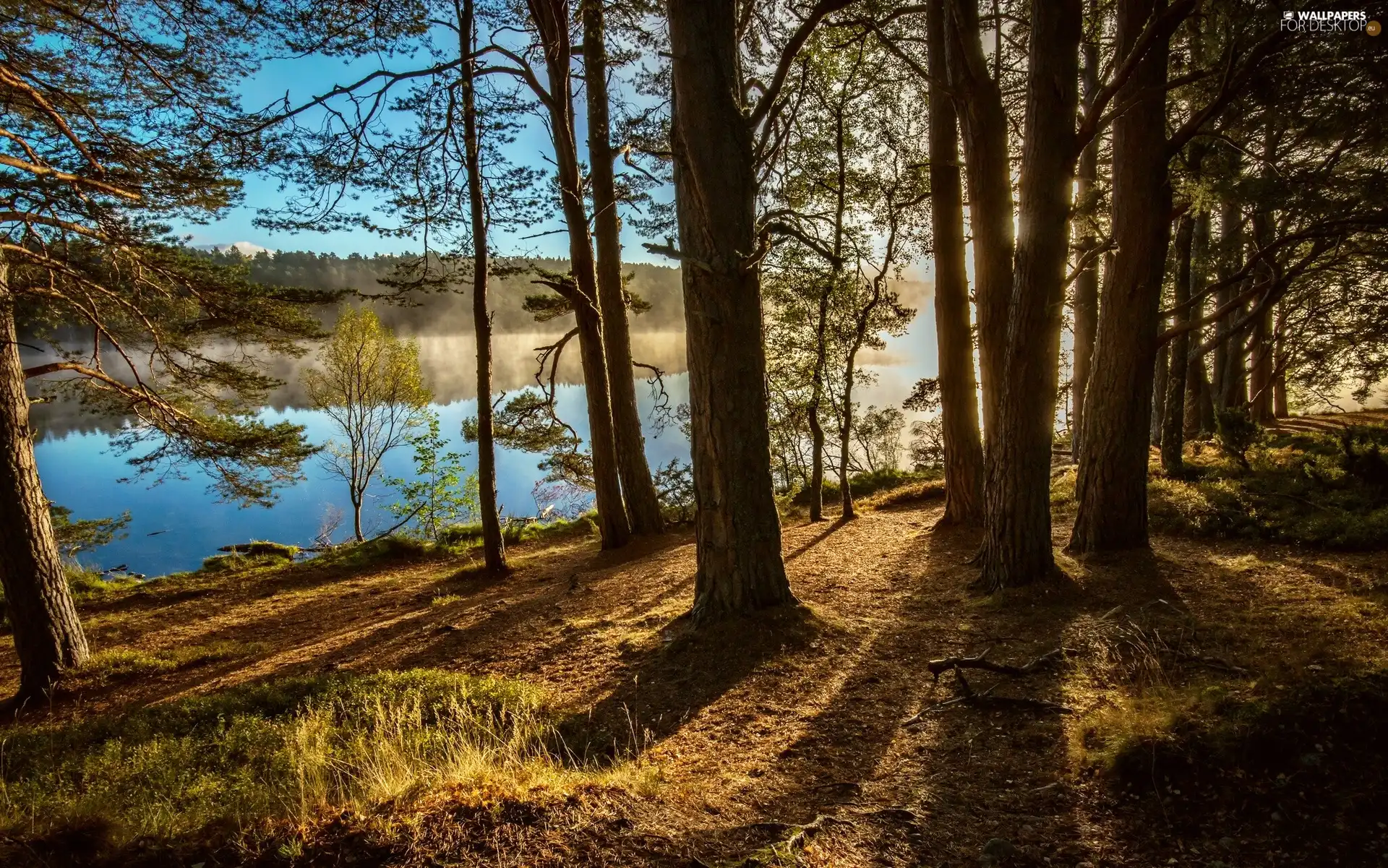 River, Scotland, trees, England, Kinrara, forest, viewes