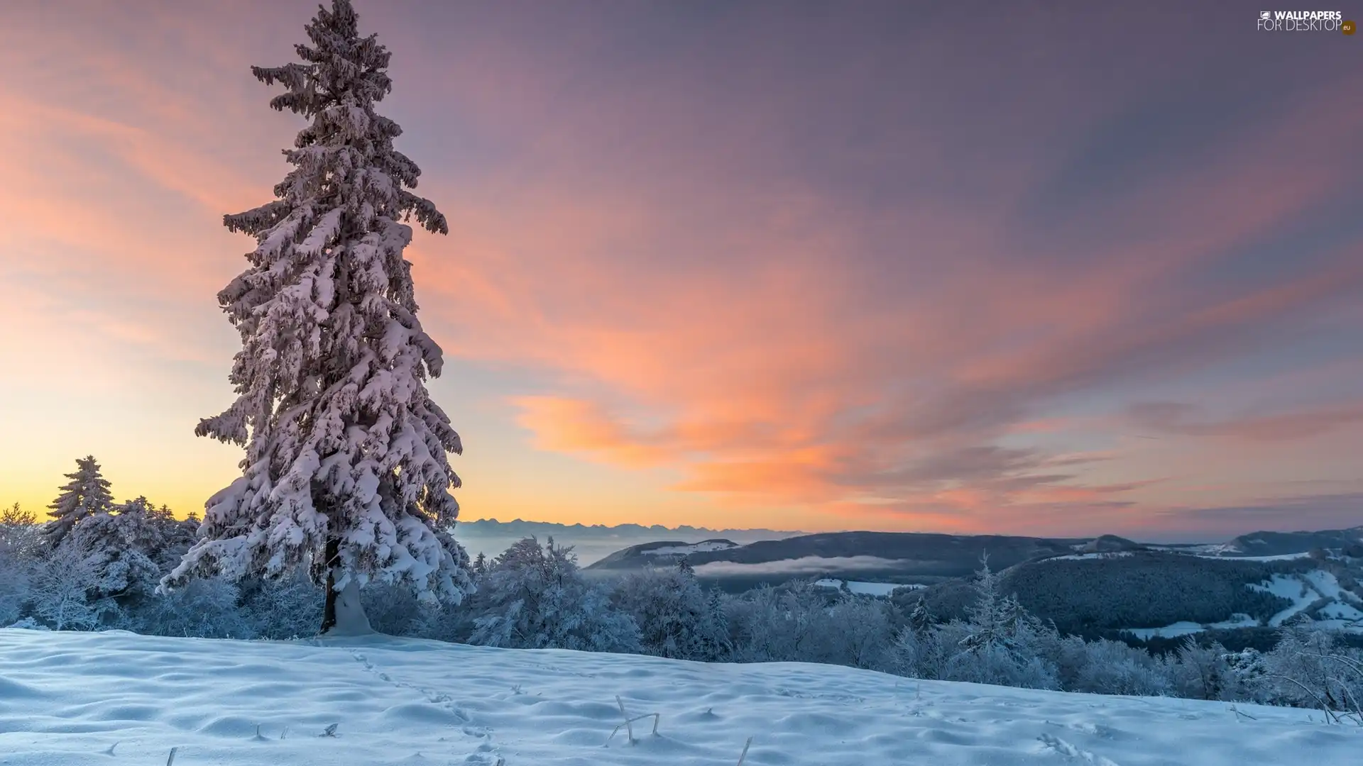 Snowy, Mountains, viewes, forest, winter, trees, spruce