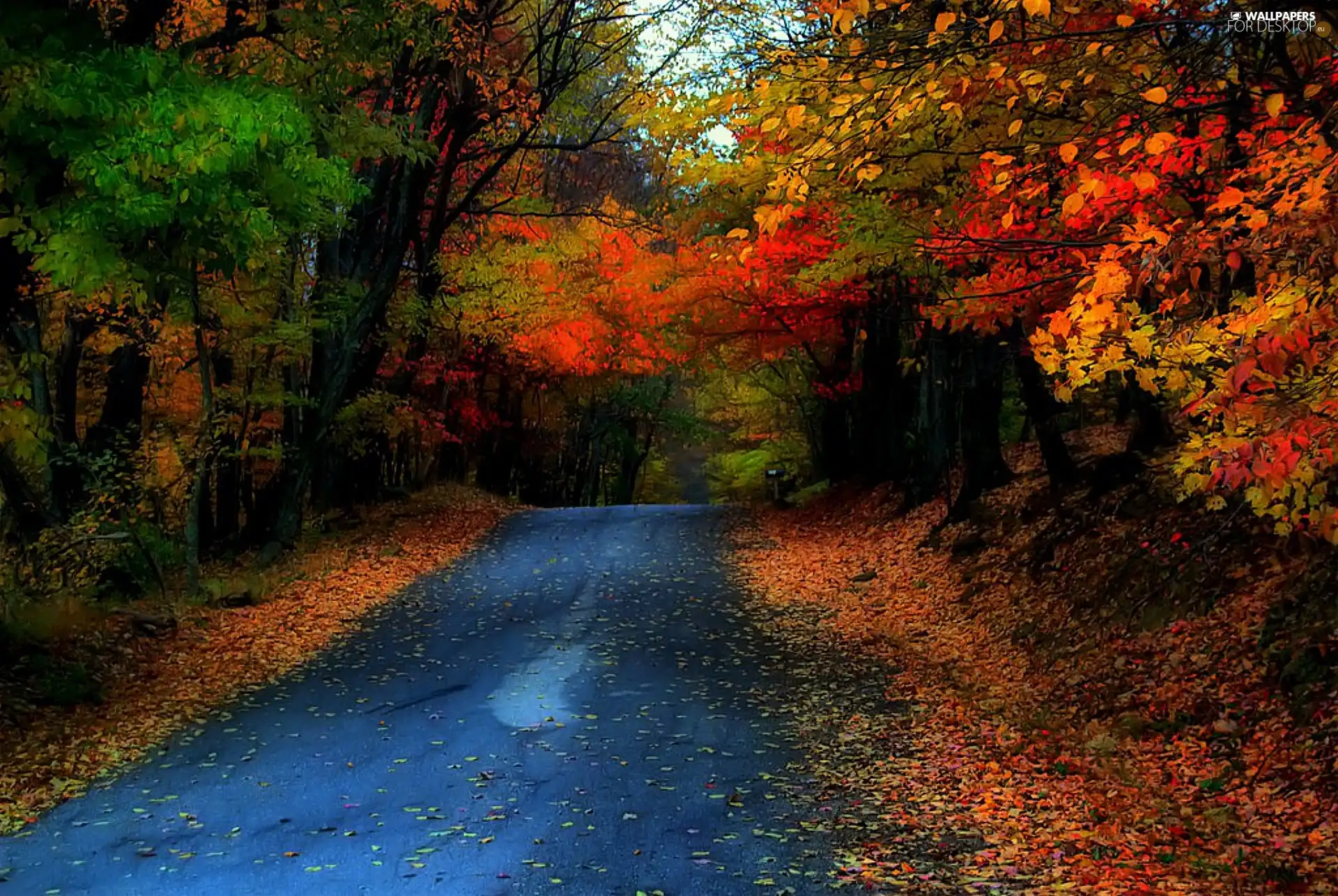 forest, autumn, Way