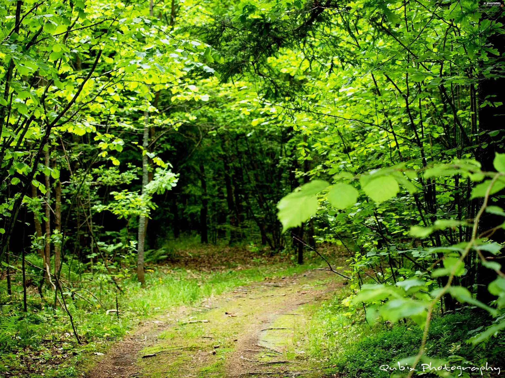 forest, Way, trees, viewes, forest