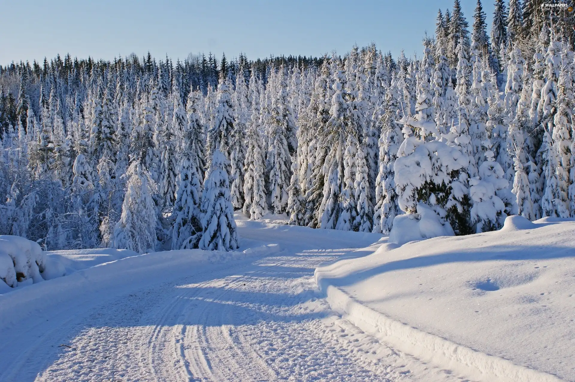 forest, winter, Way