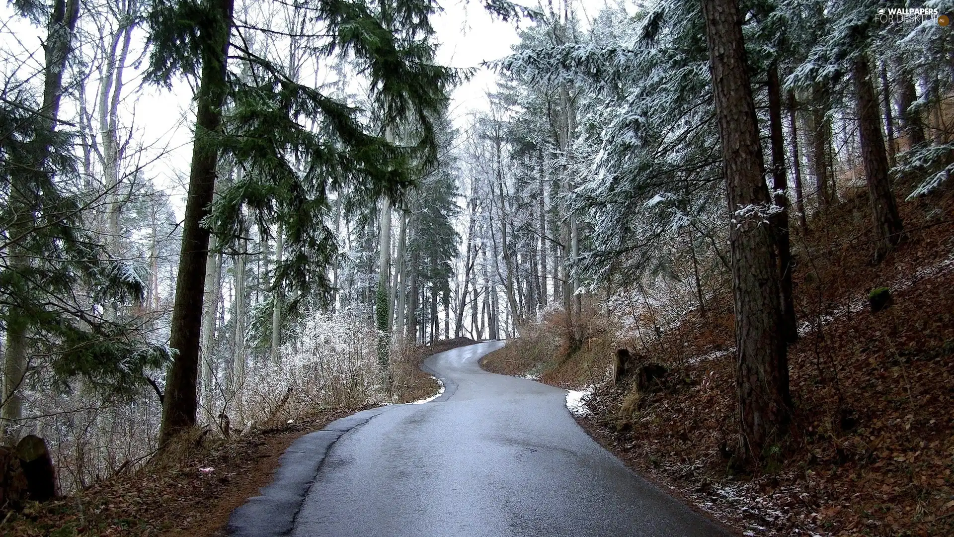 trees, Way, forest, winter, viewes, Snowy