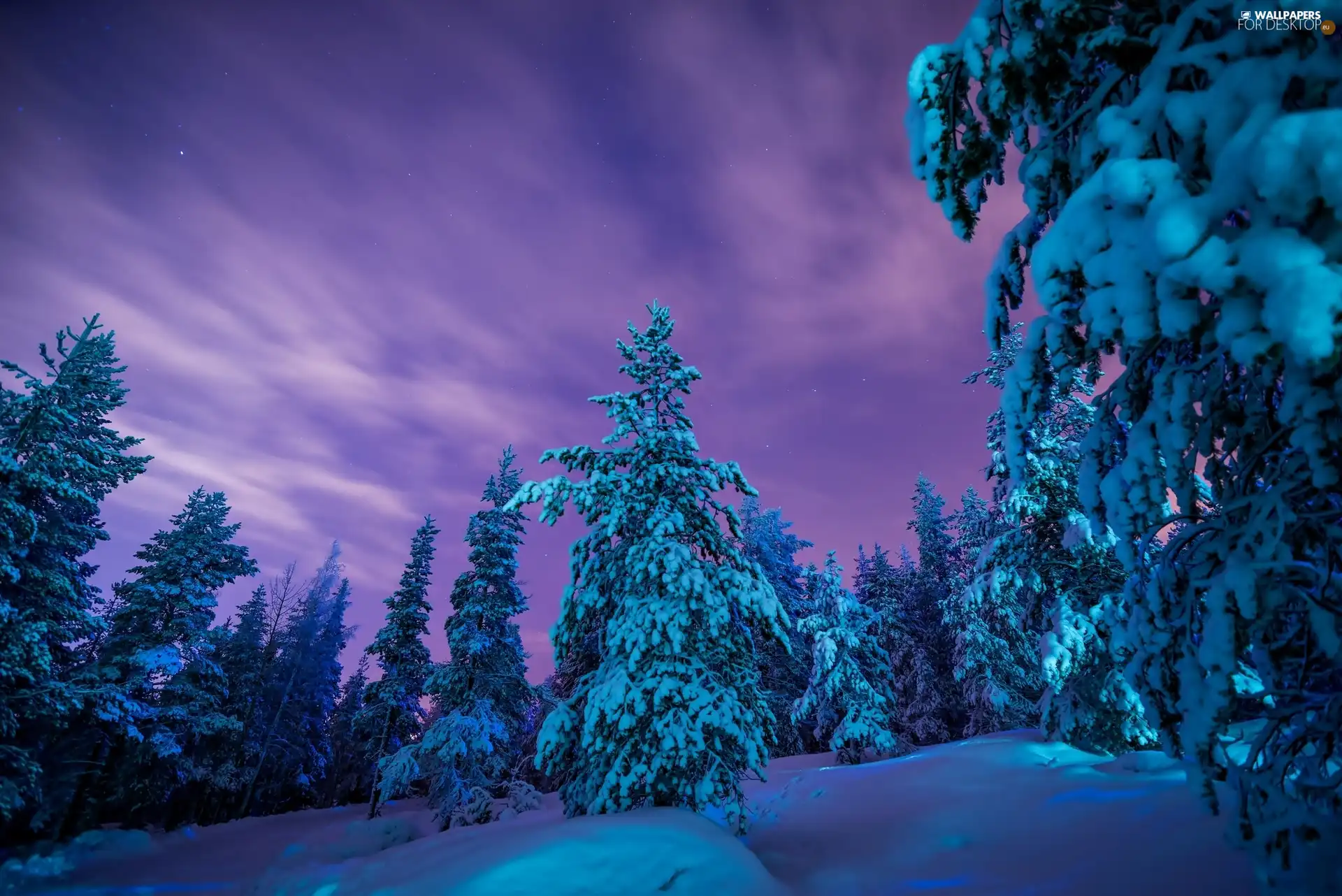 winter, forest