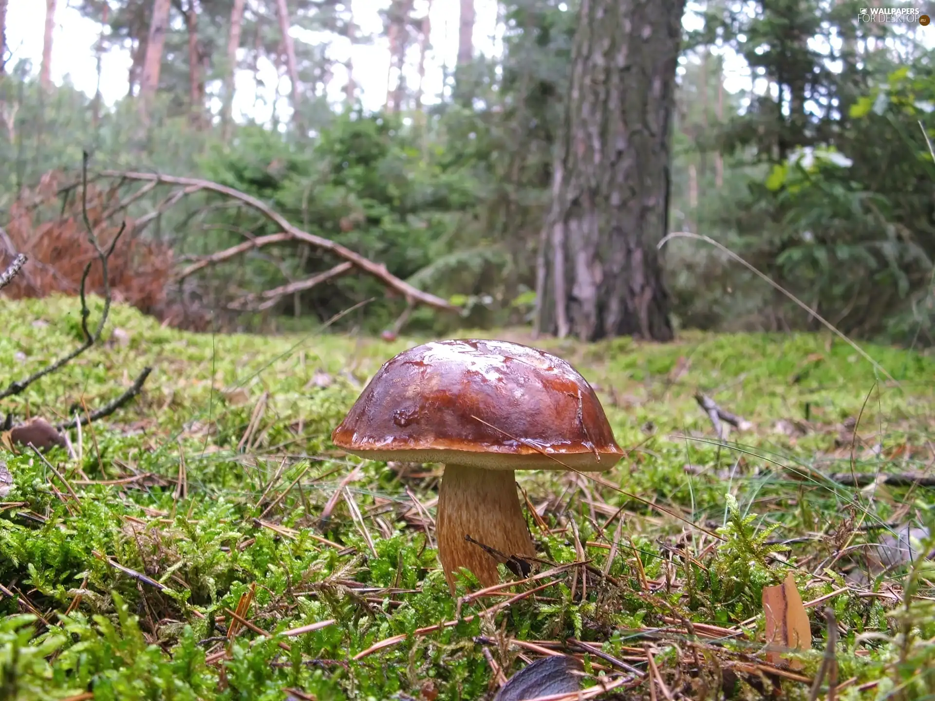 handsome, fleece, forester, bolete