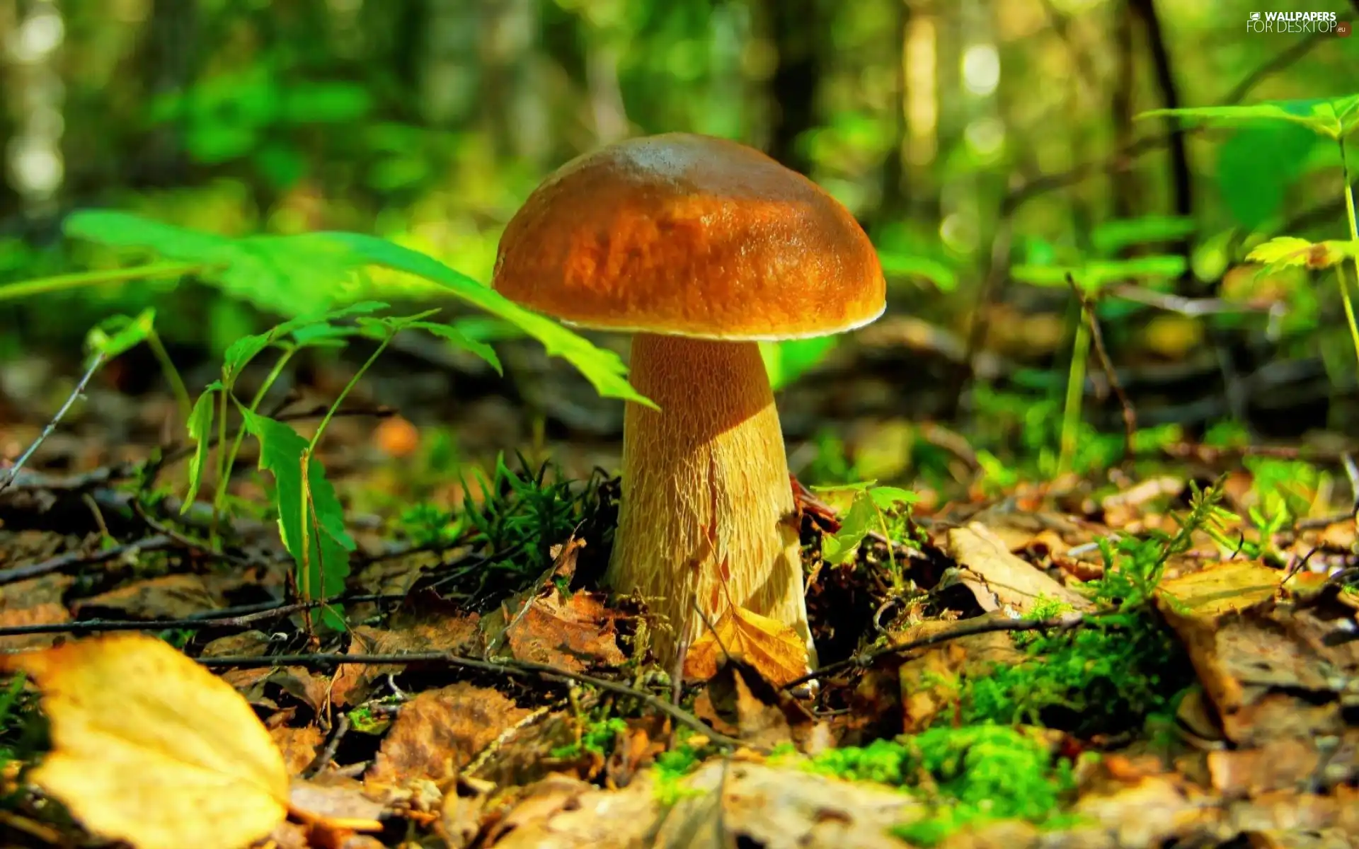 Real mushroom, fleece, forester