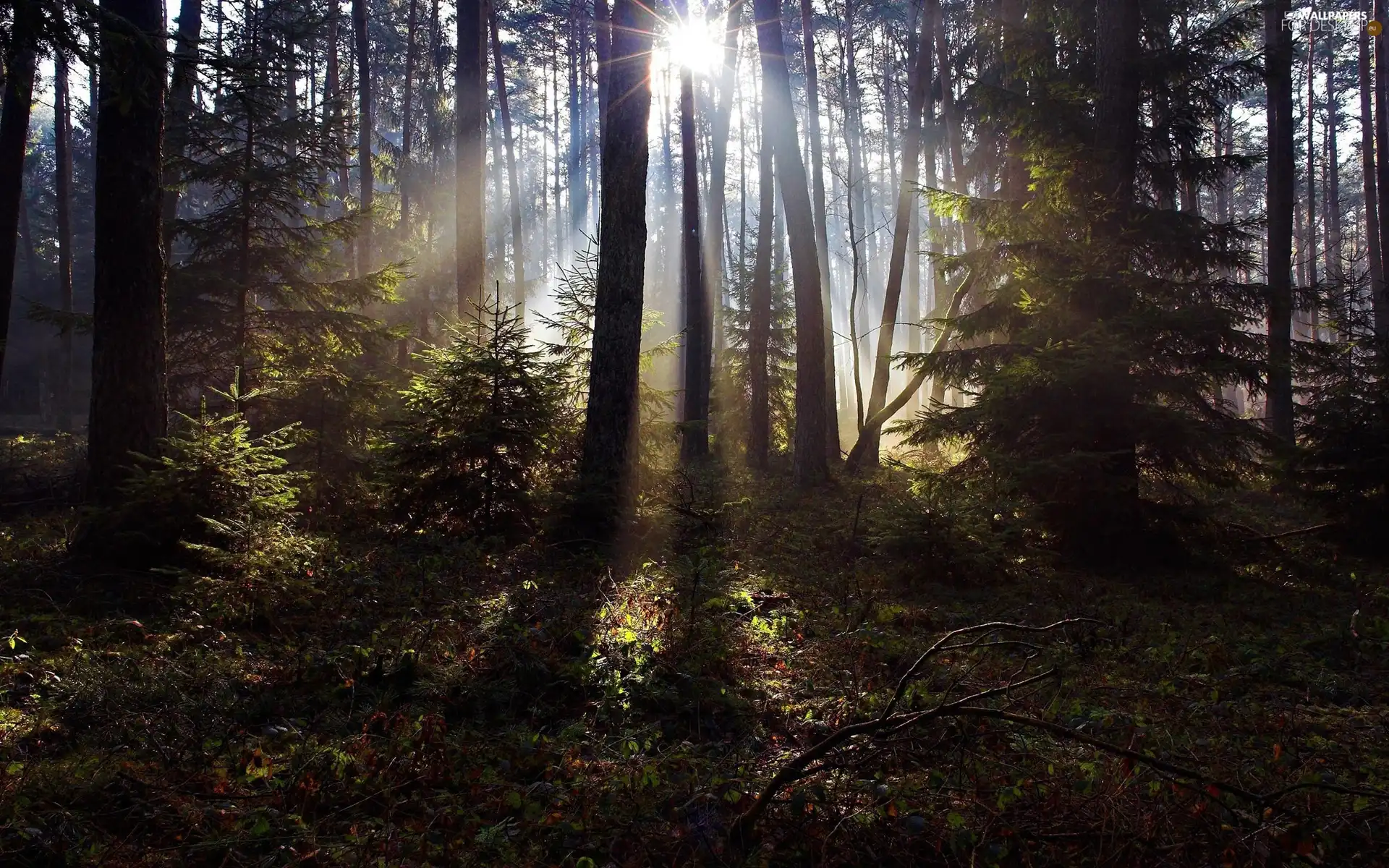 sheathing, trees, The clear, viewes, forest, forester, sun