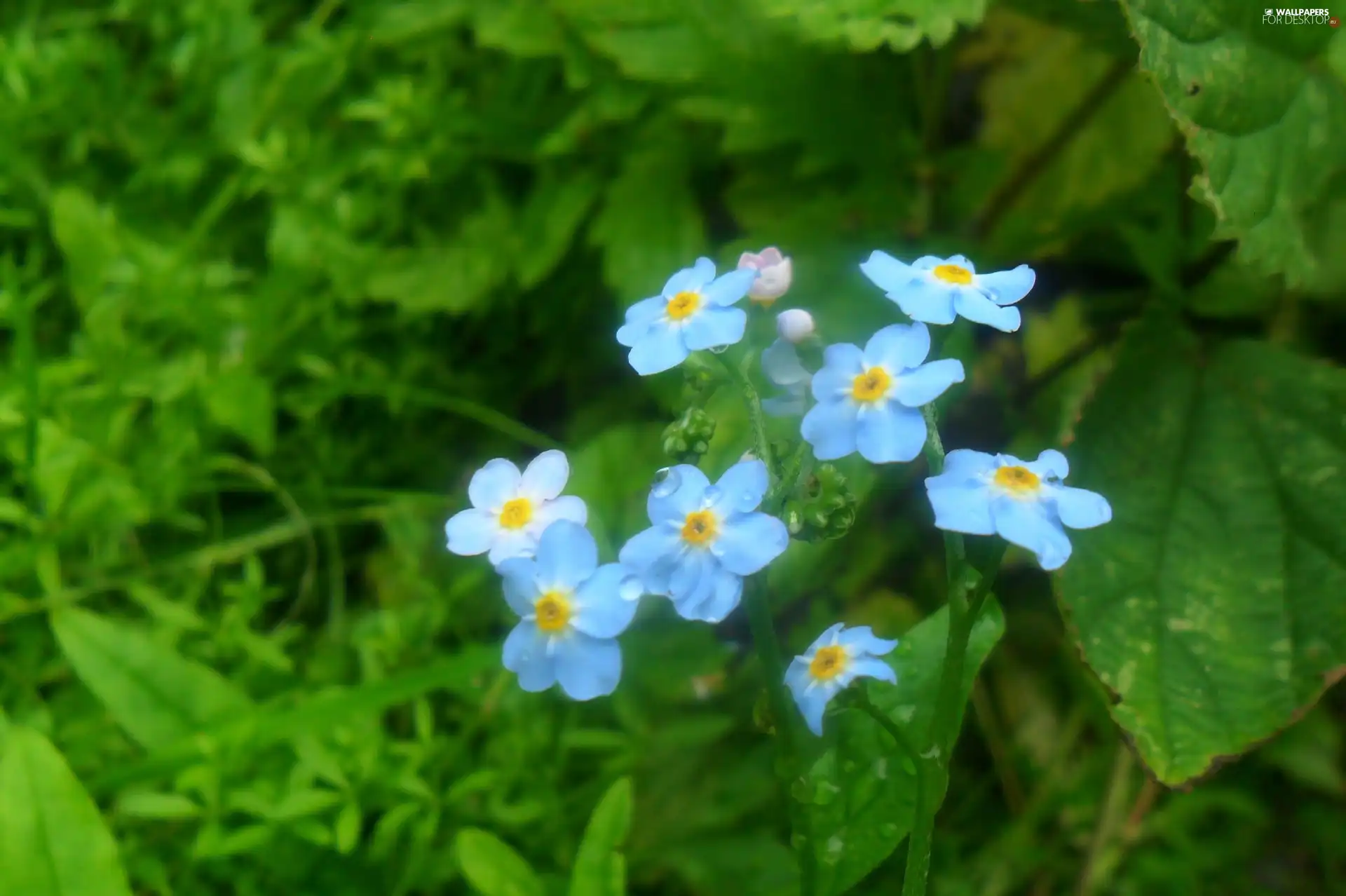 blue, Forget