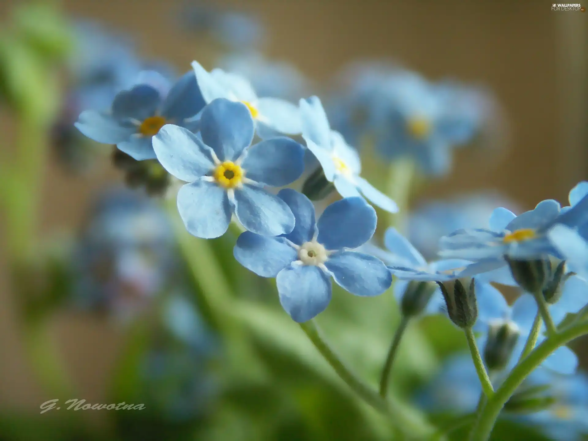 Blue, Forget