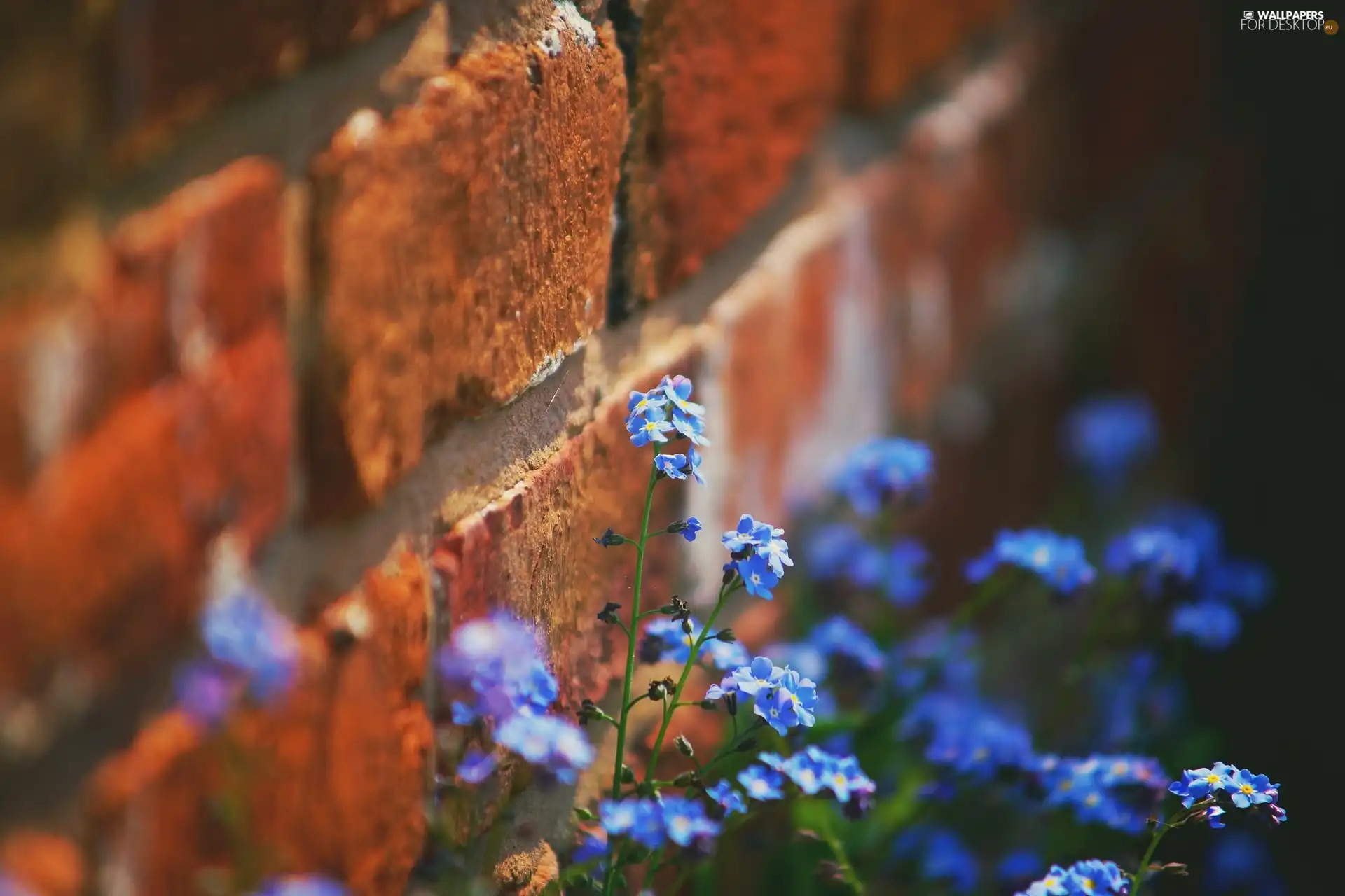 Forget, Flowers, wall
