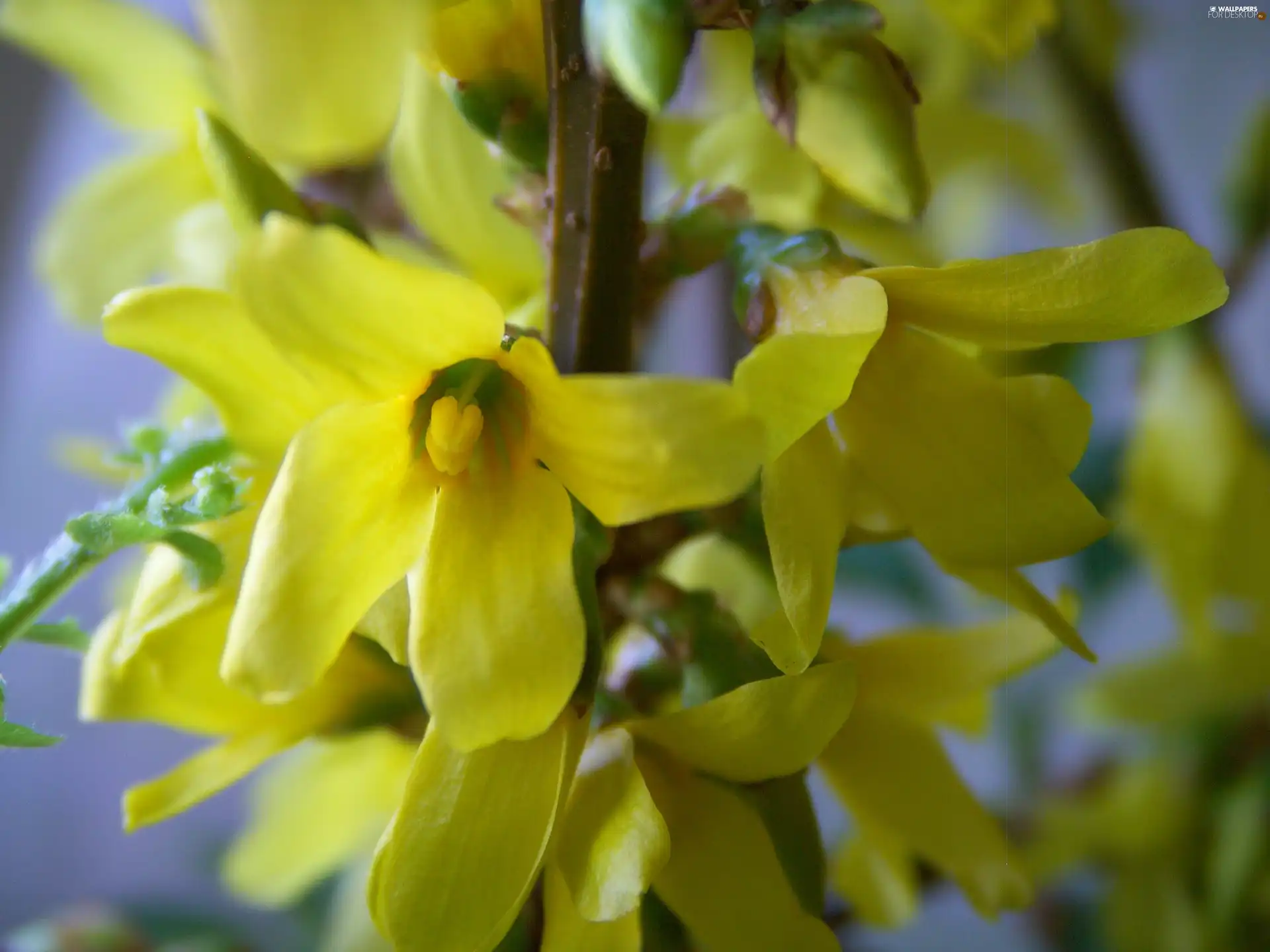 forsythia