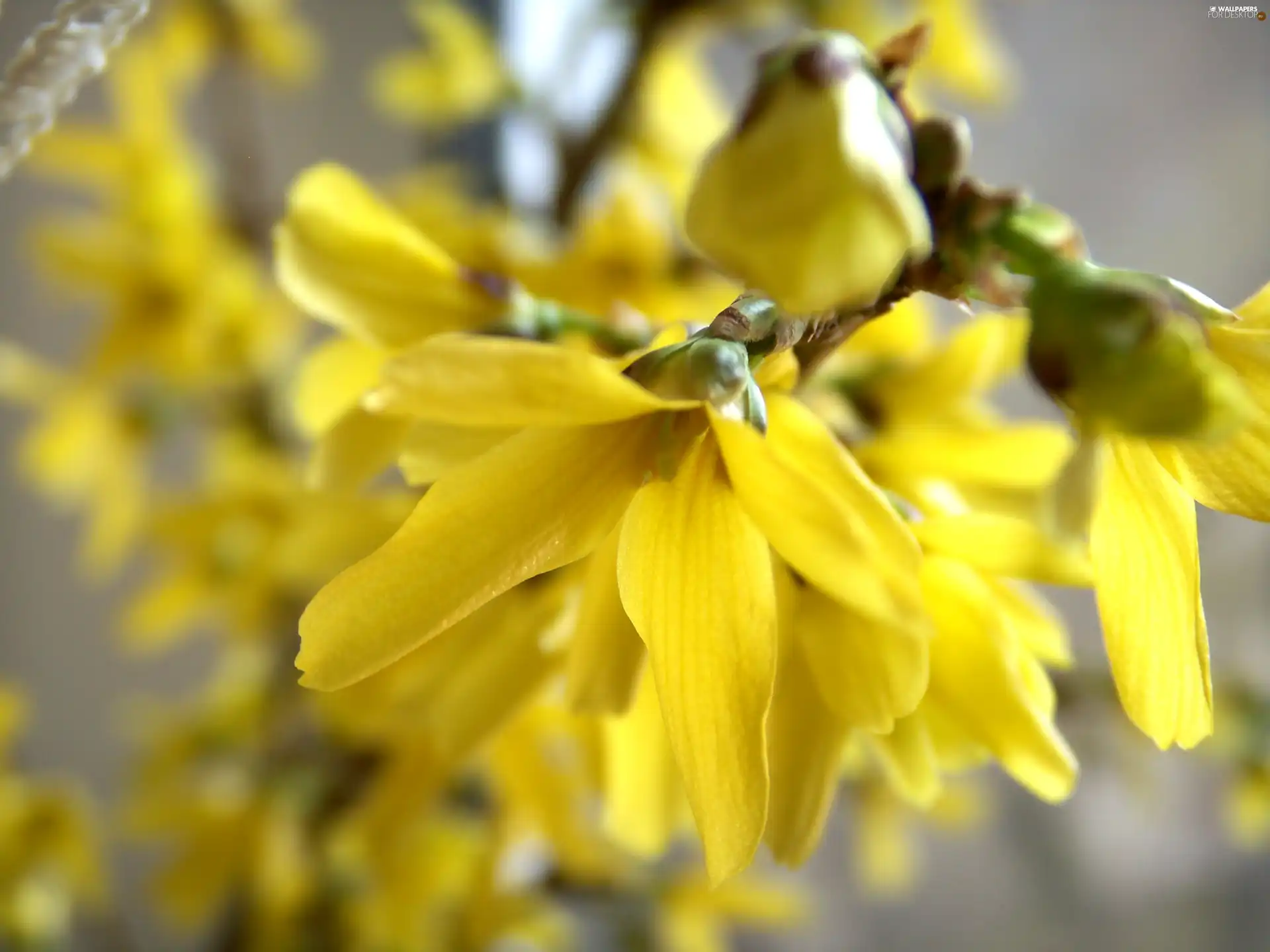 forsythia