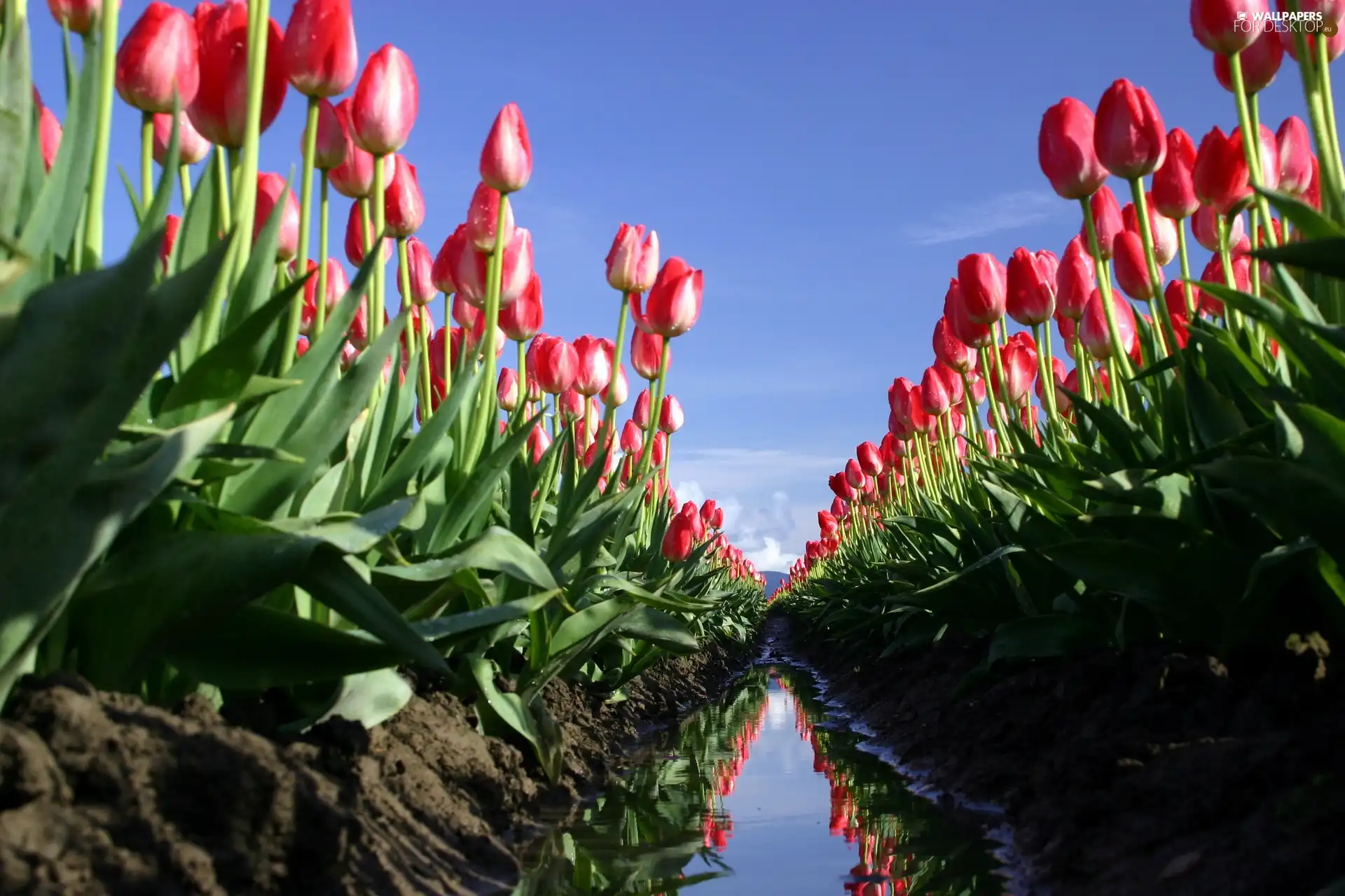 Tulips, Mud, fossa, Field