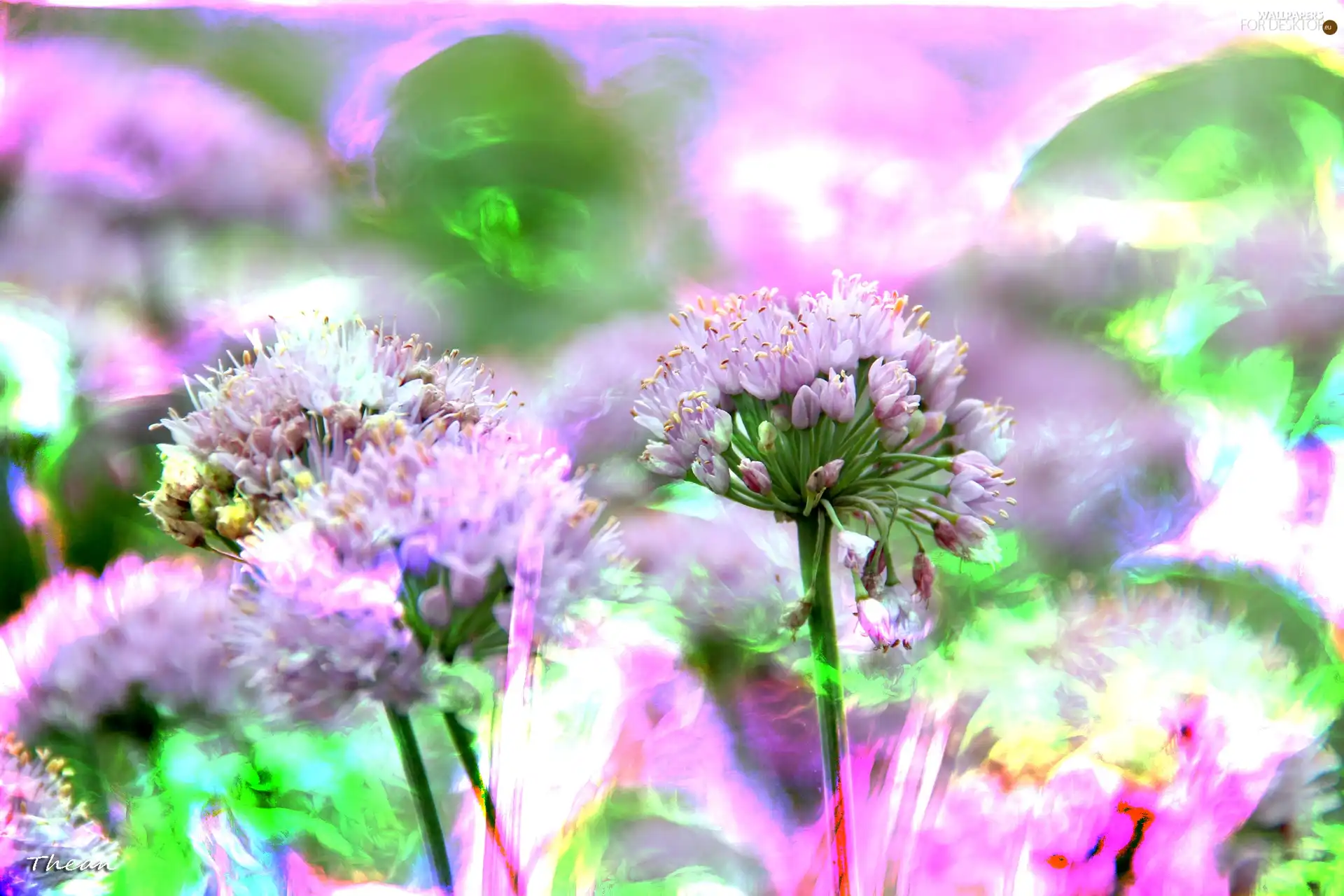 Fractalis, purple, Flowers