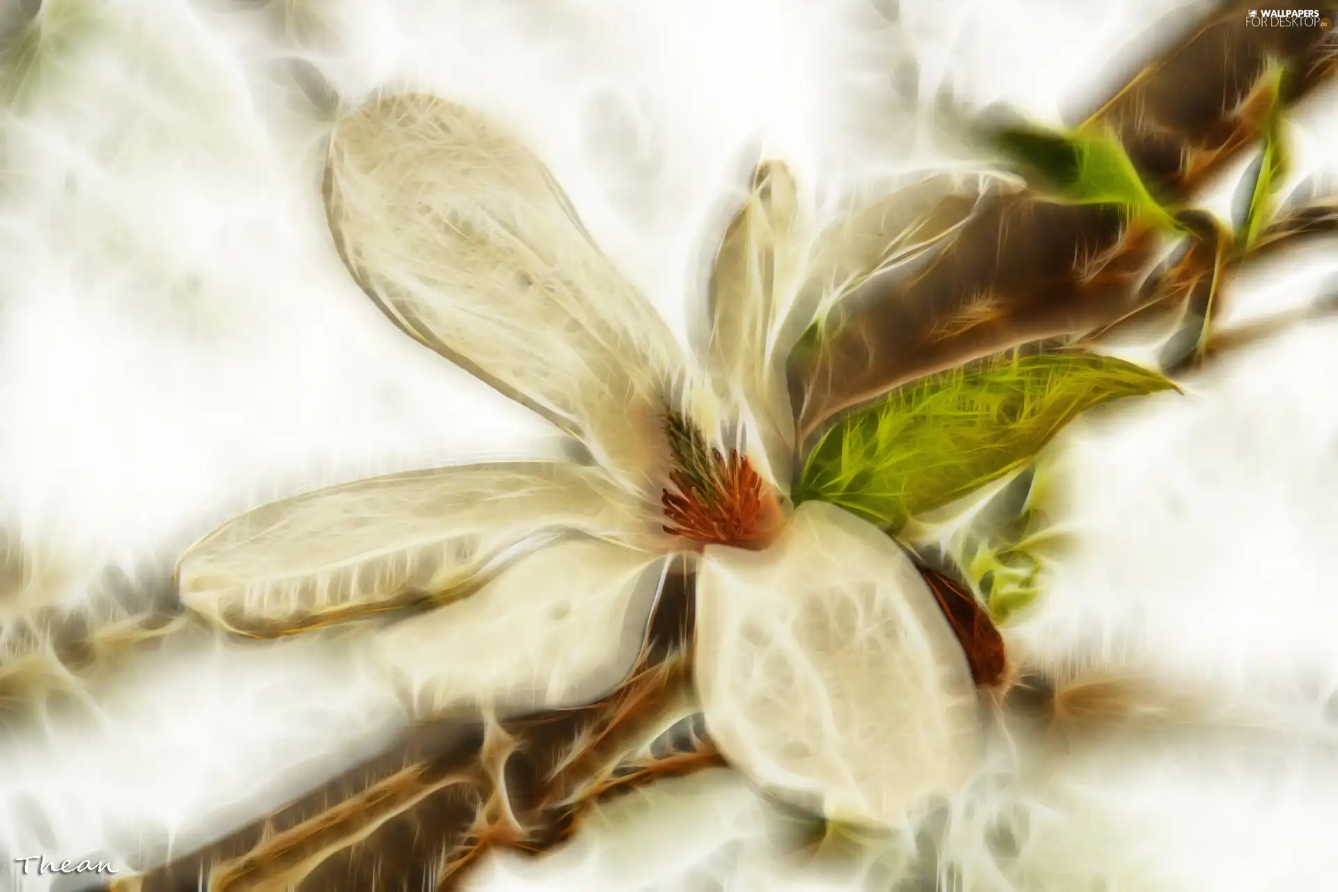 Colourfull Flowers, Magnolia kobus, Fractalis