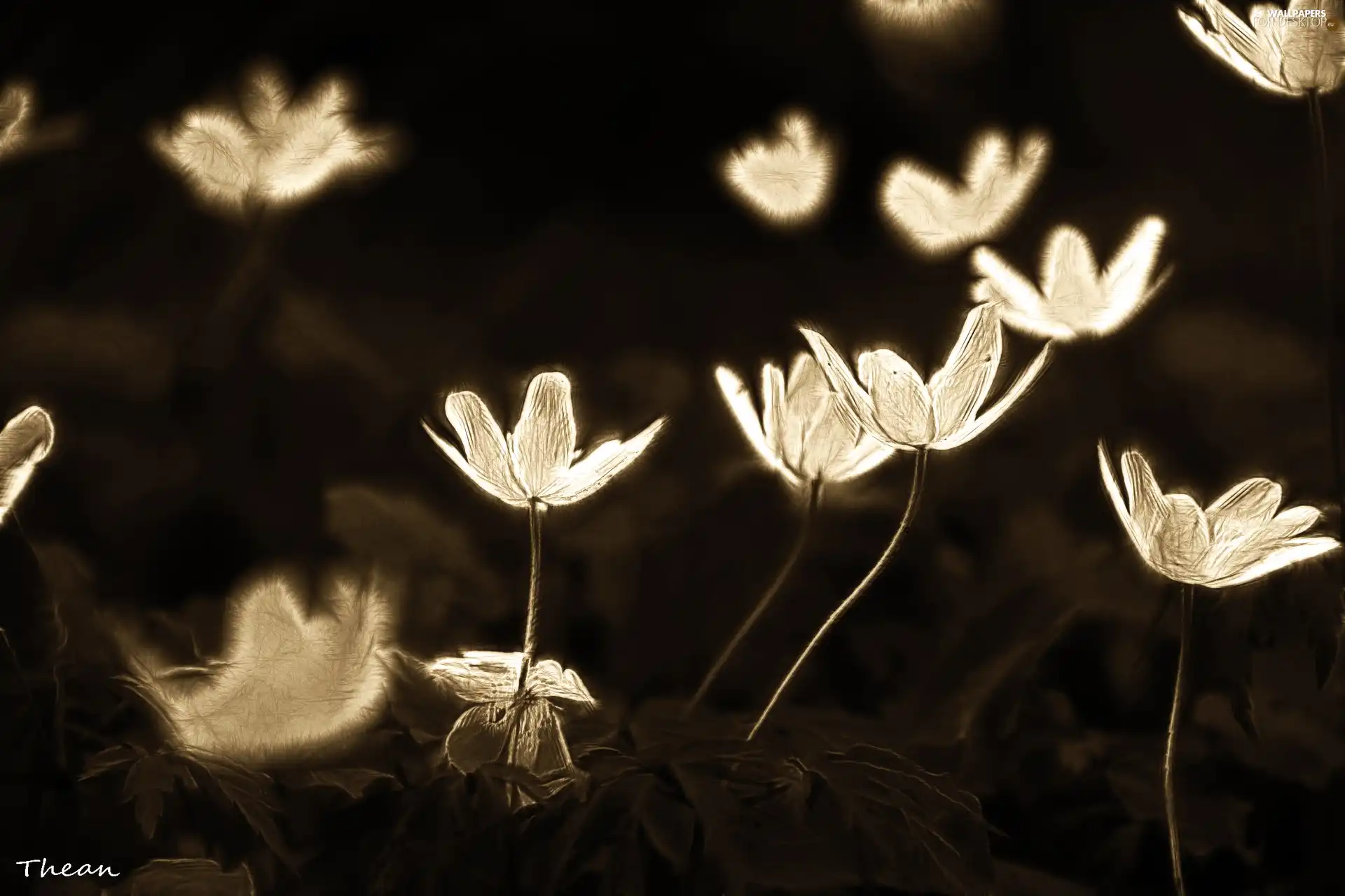 Fractalius, White, Anemones