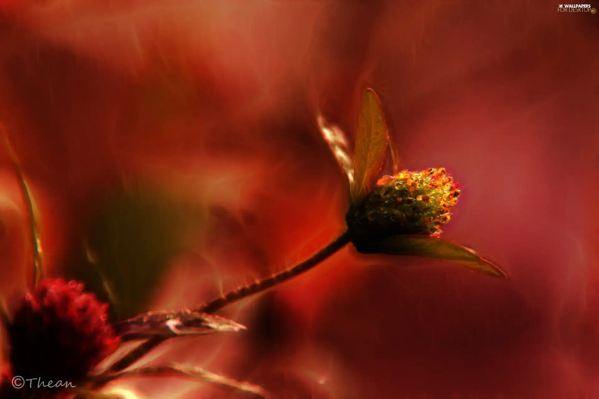 Red, Colourfull Flowers, Fractalius