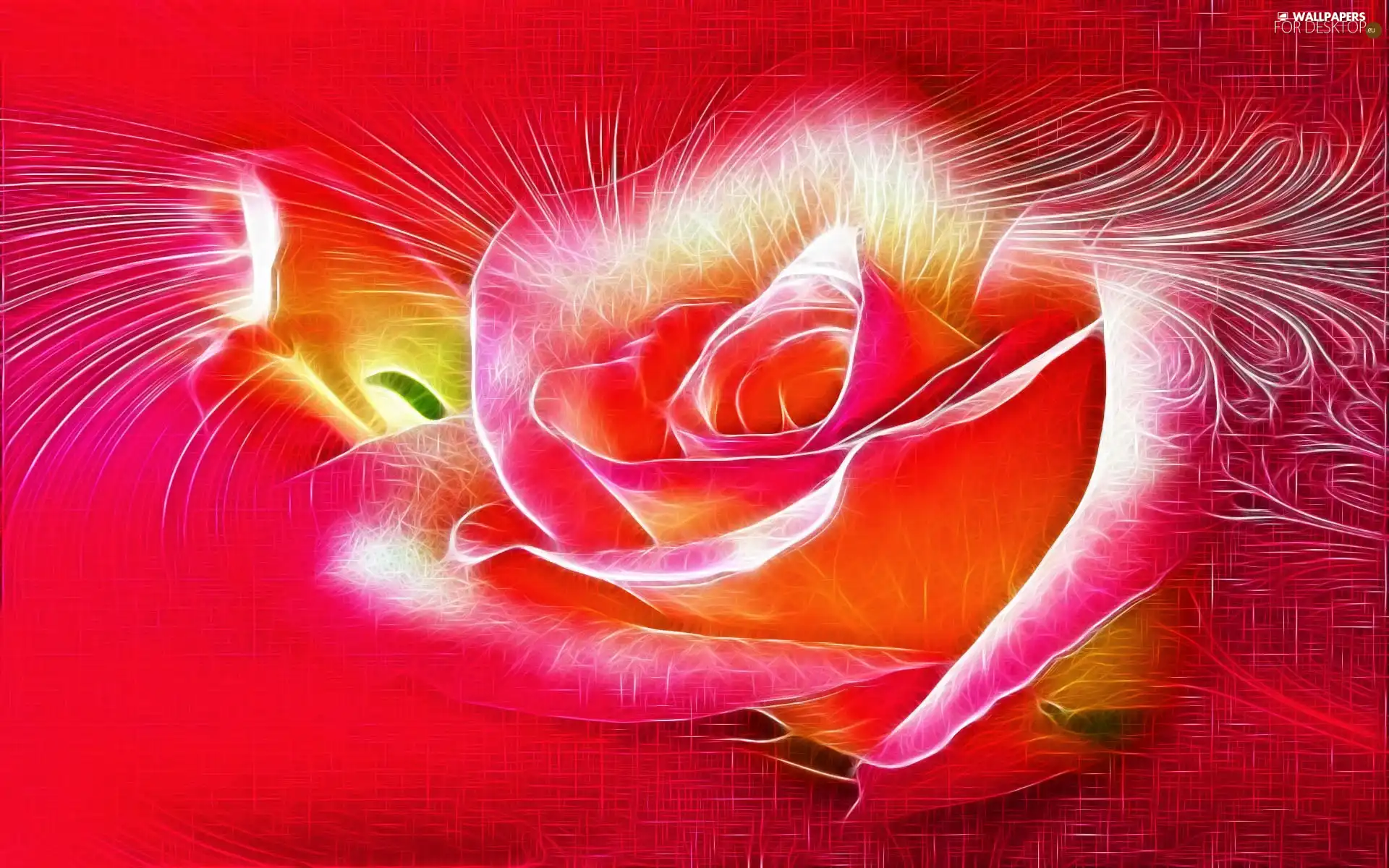 Colourfull Flowers, graphics, Fractalius, rose