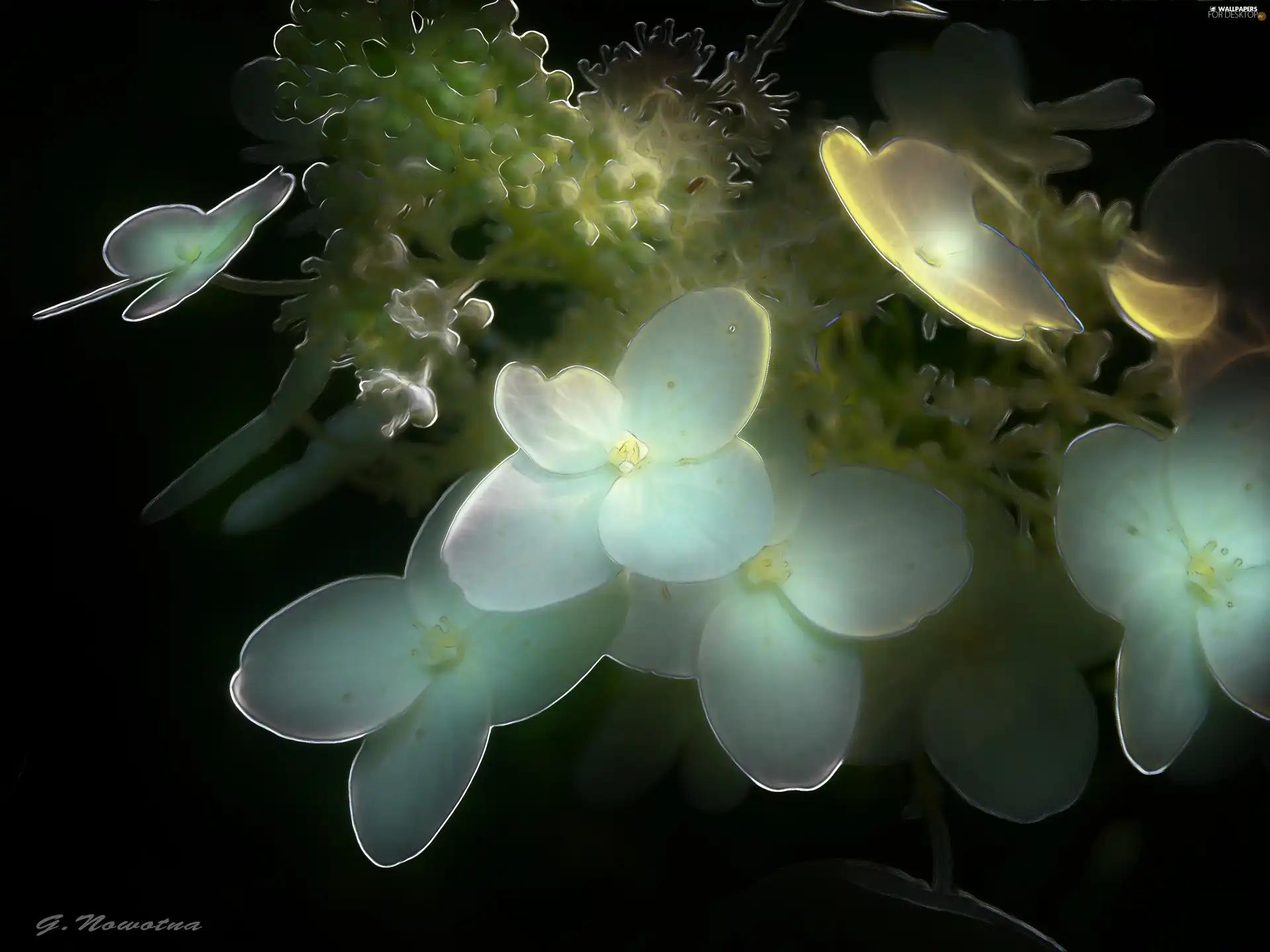 Flowers, Fractalius