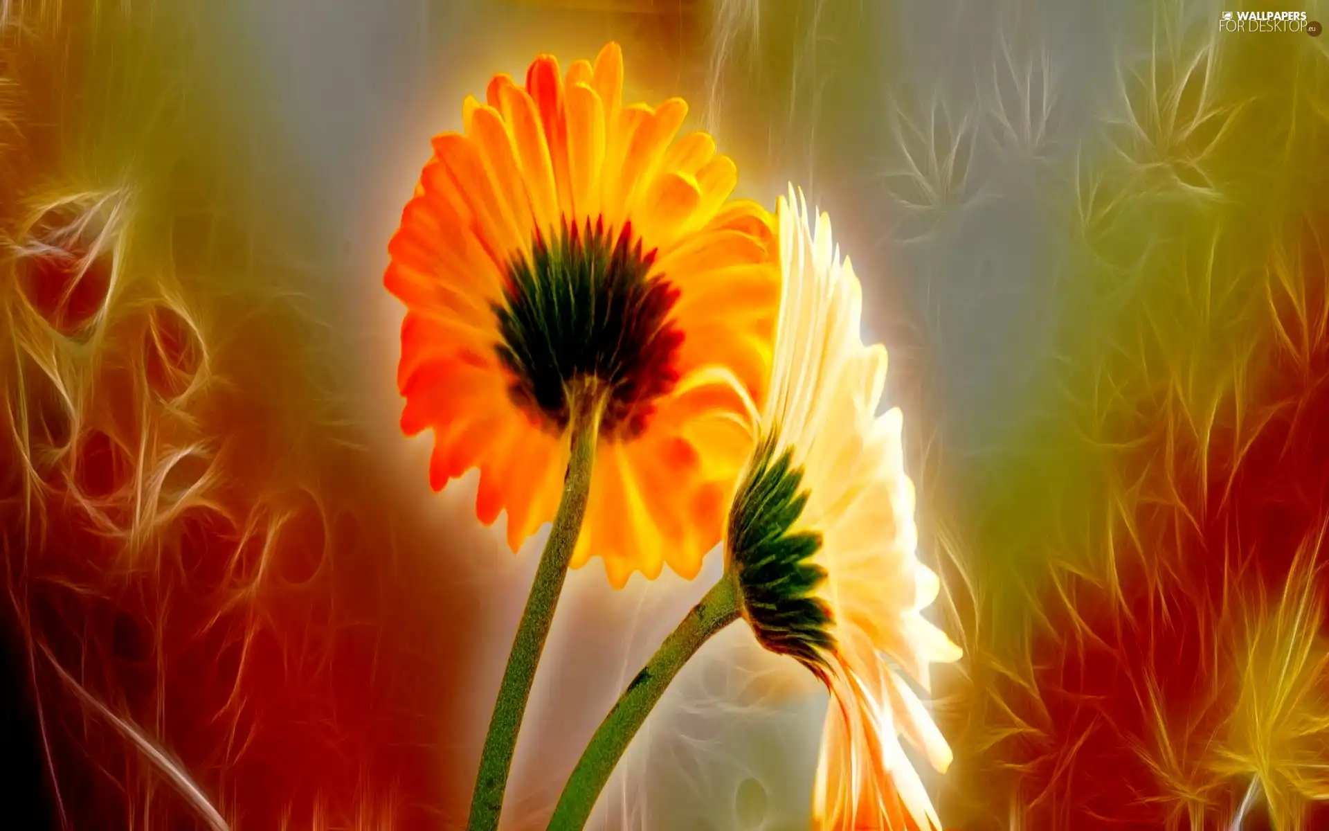 Fractalius, gerberas, graphics