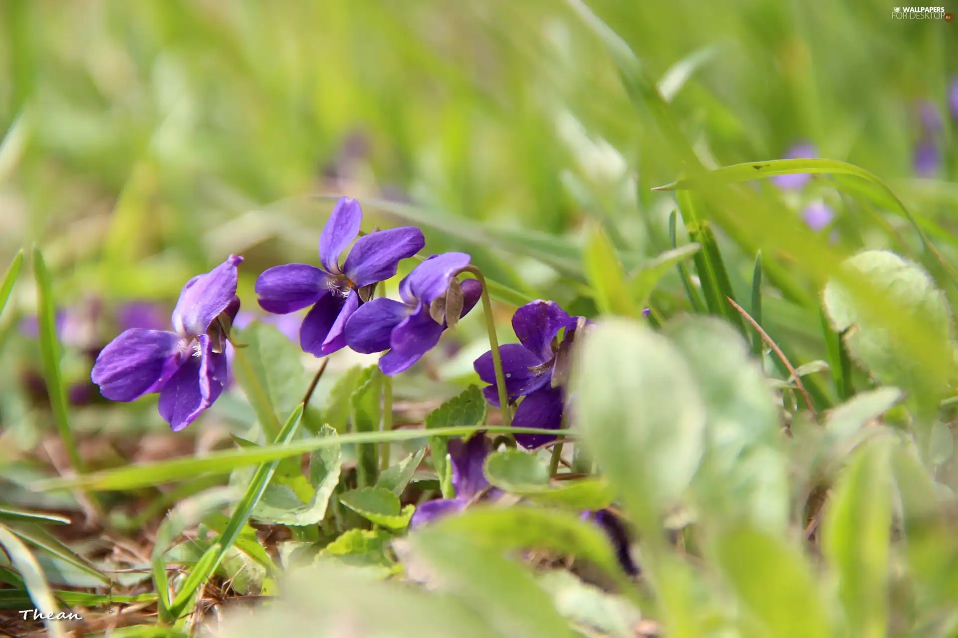 fragrant violets
