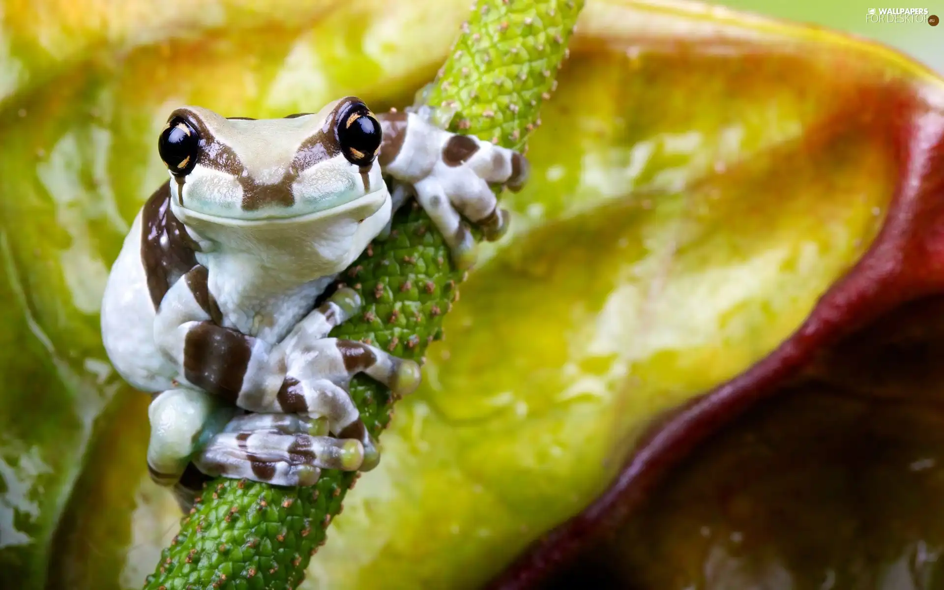 small, frog
