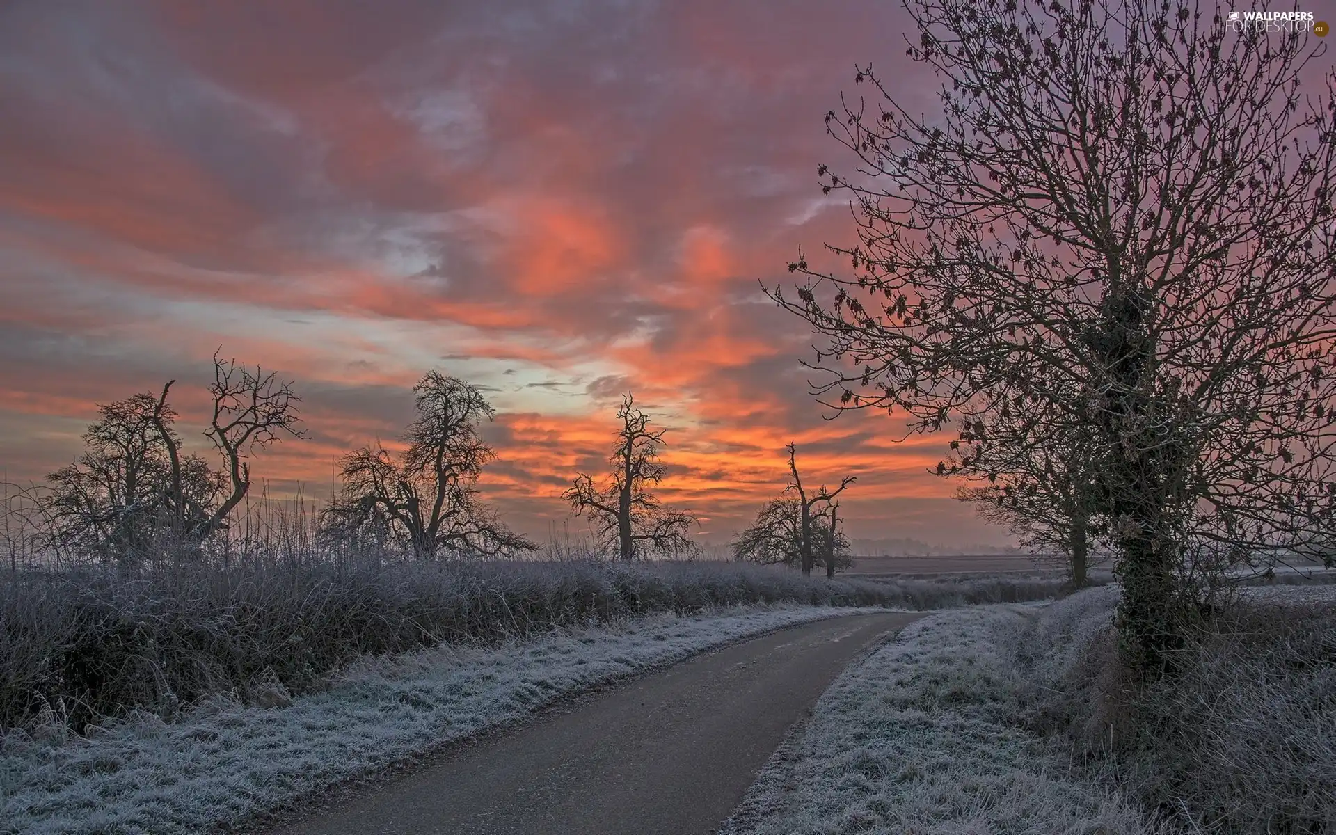 viewes, Way, White frost, Great Sunsets, Bush, trees