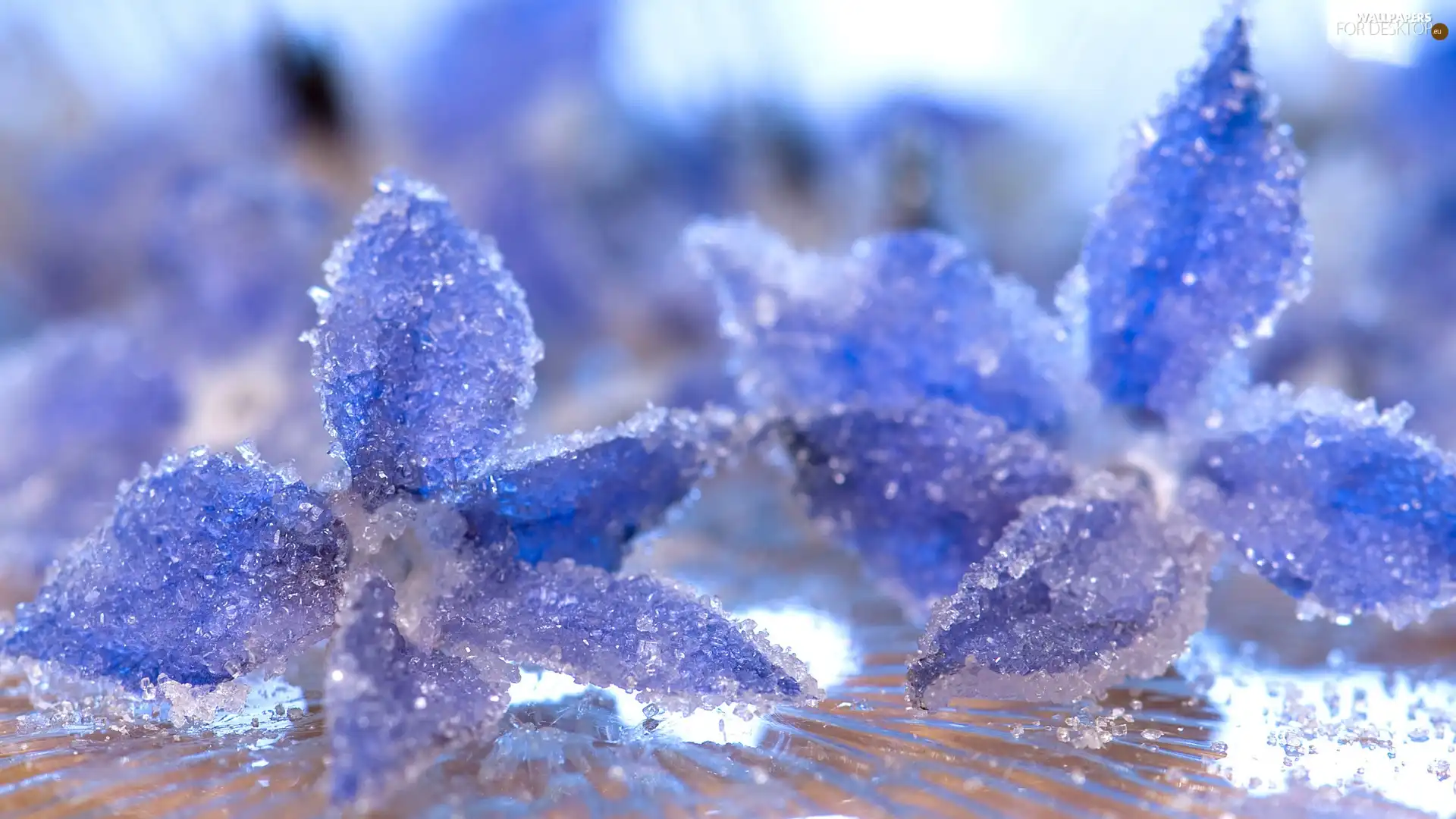 Flowers, White frost