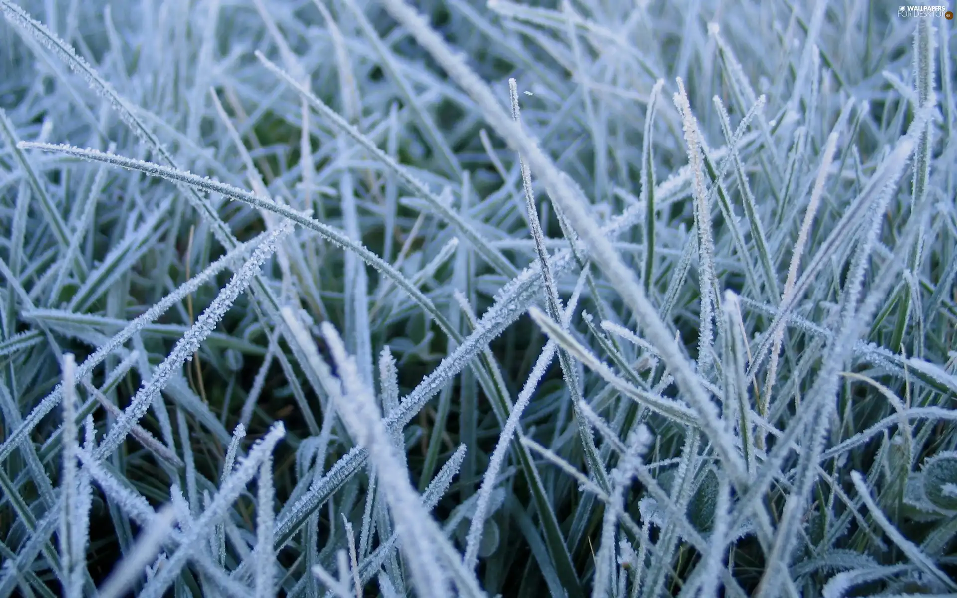 grass, White frost