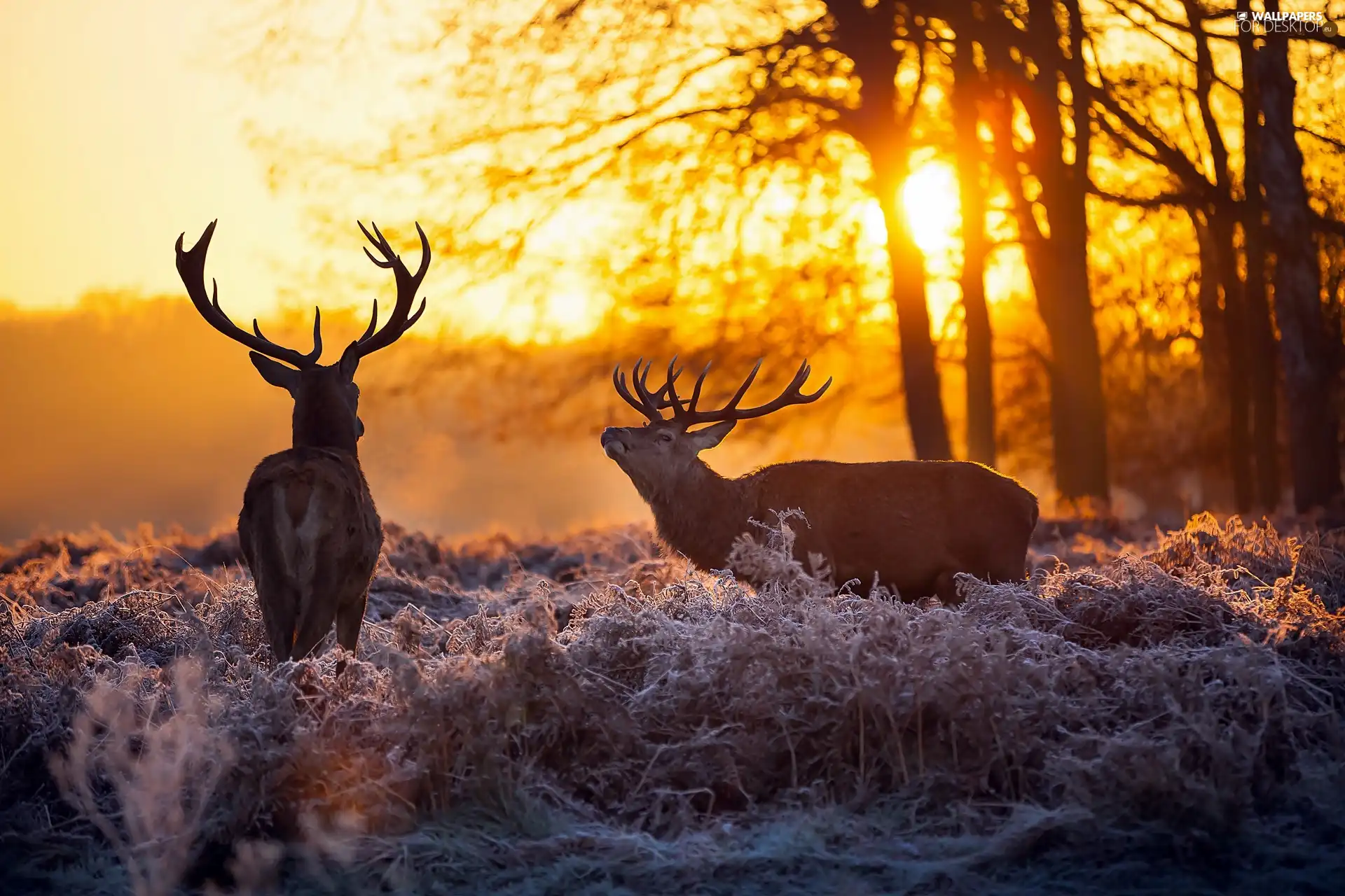 sun, forest, Meadow, luminosity, Przebijające, Deer, frosted, dawn, flash, ligh