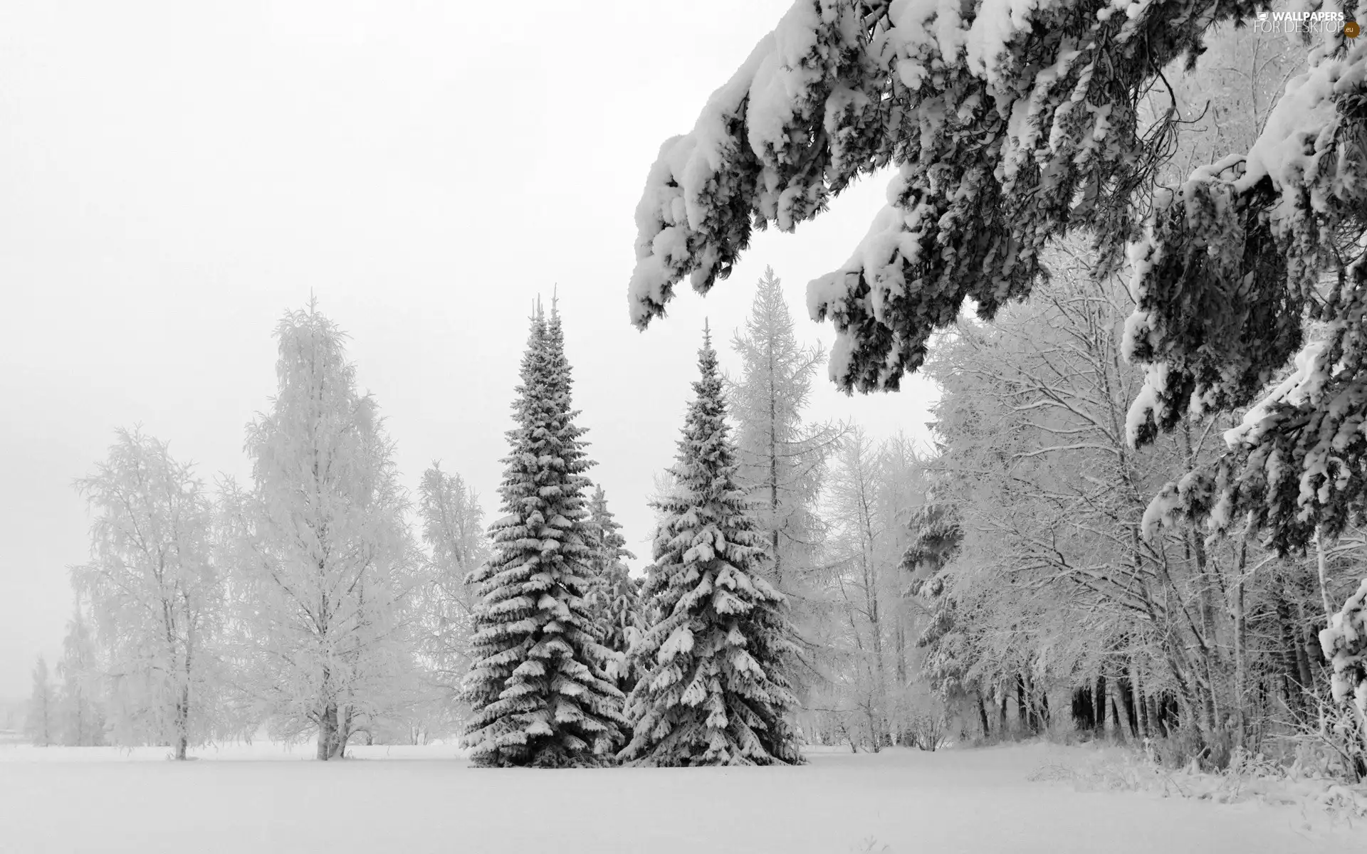 trees, forest, frosty, morning, viewes, Snowy