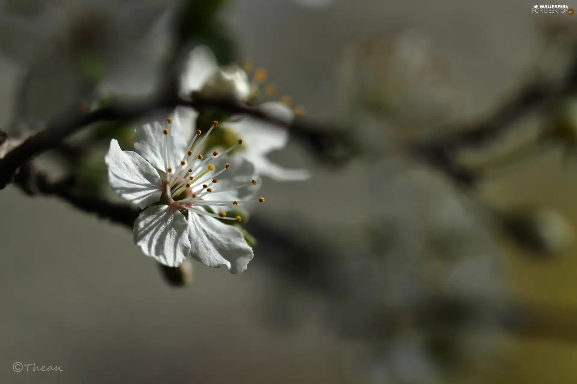 White, trees, fruit, Colourfull Flowers