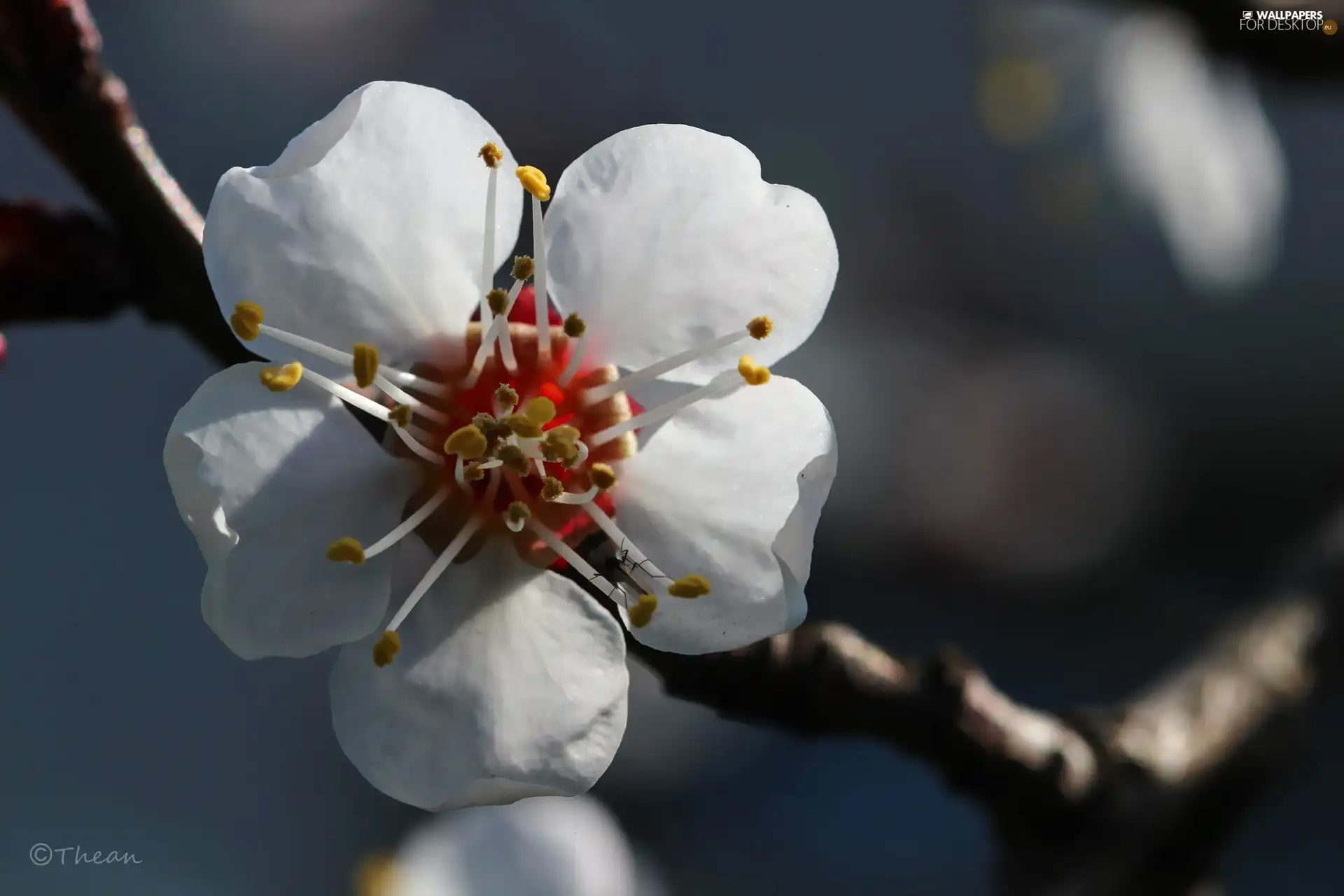 White, trees, fruit, Colourfull Flowers