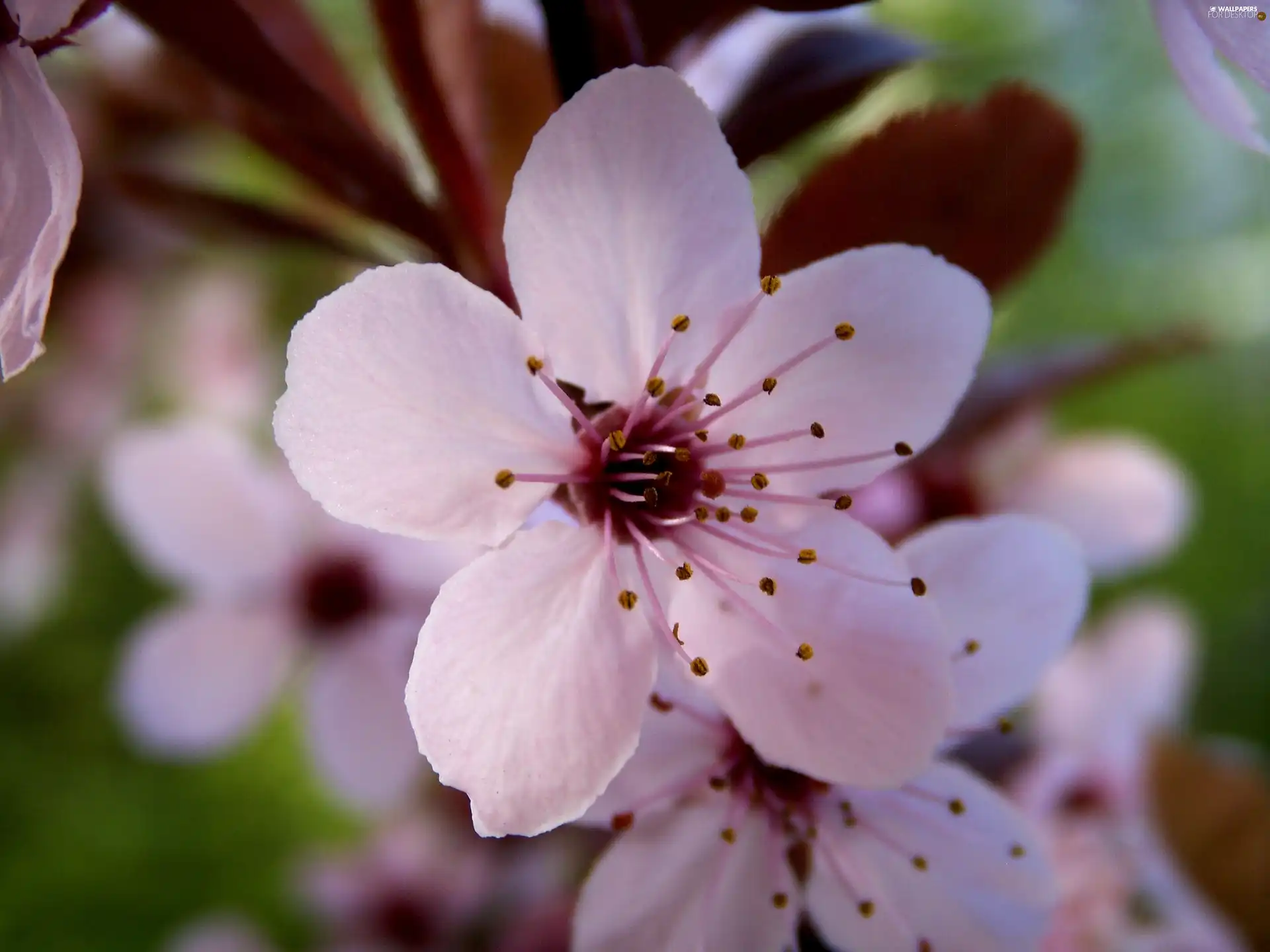 Colourfull Flowers, viewes, fruit, trees