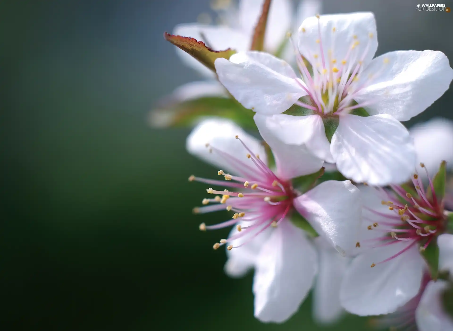 Flowers, viewes, fruit, trees