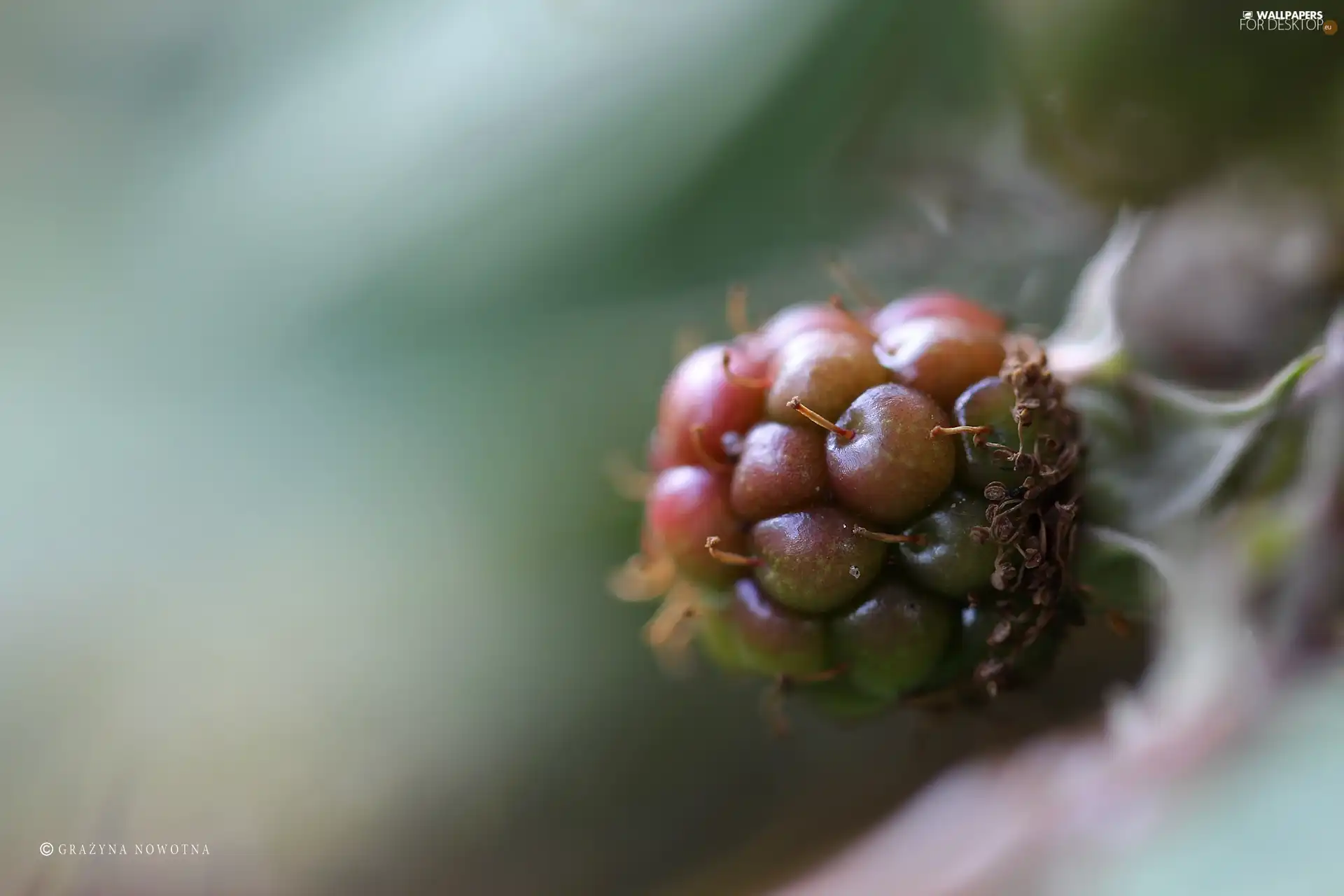 fruit, blackberry, maturing